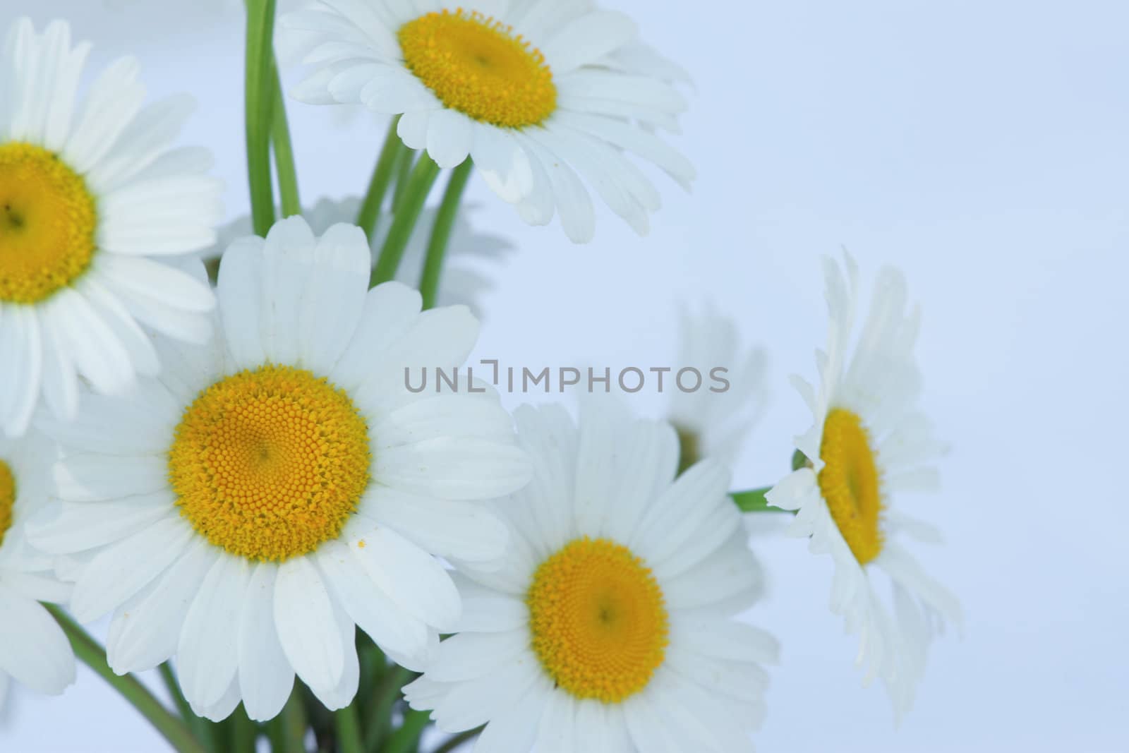 Bouquet of white daisies