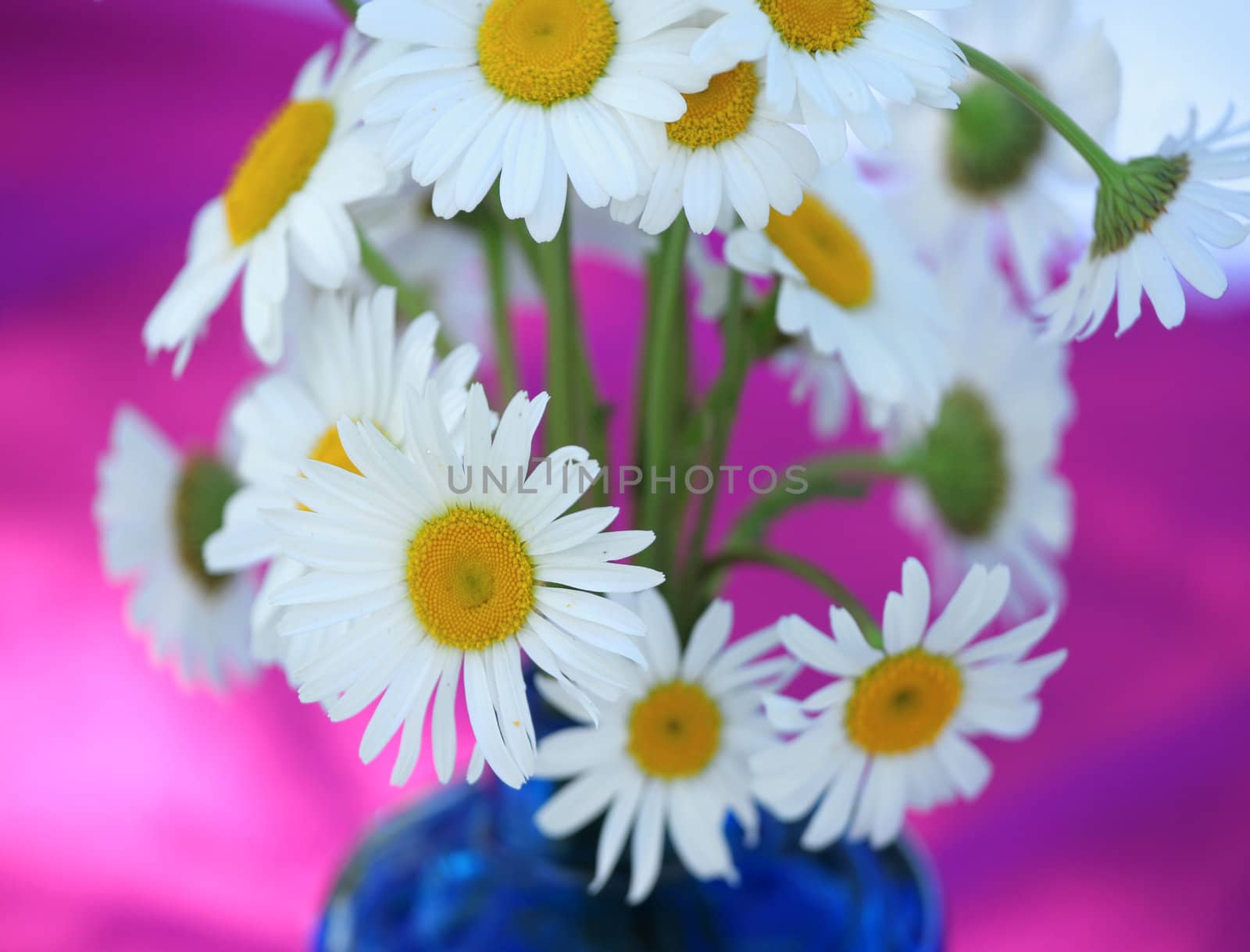 Bouquet of white daisies