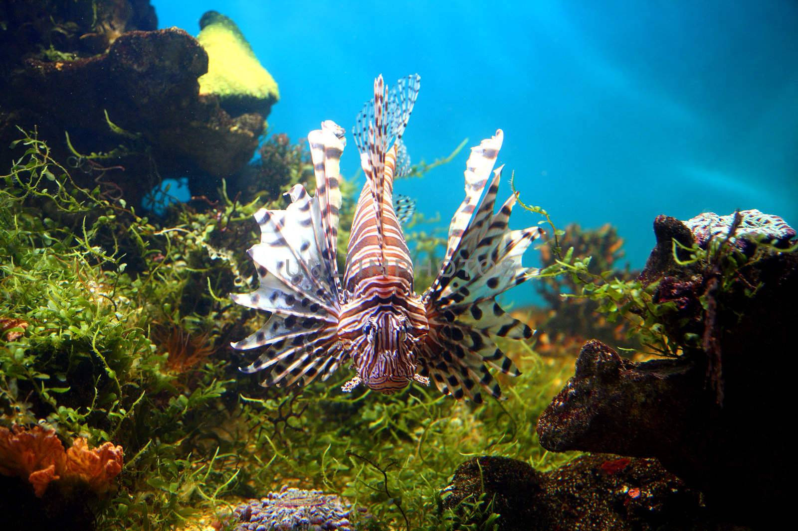 lionfish underwater in tropical aquarium