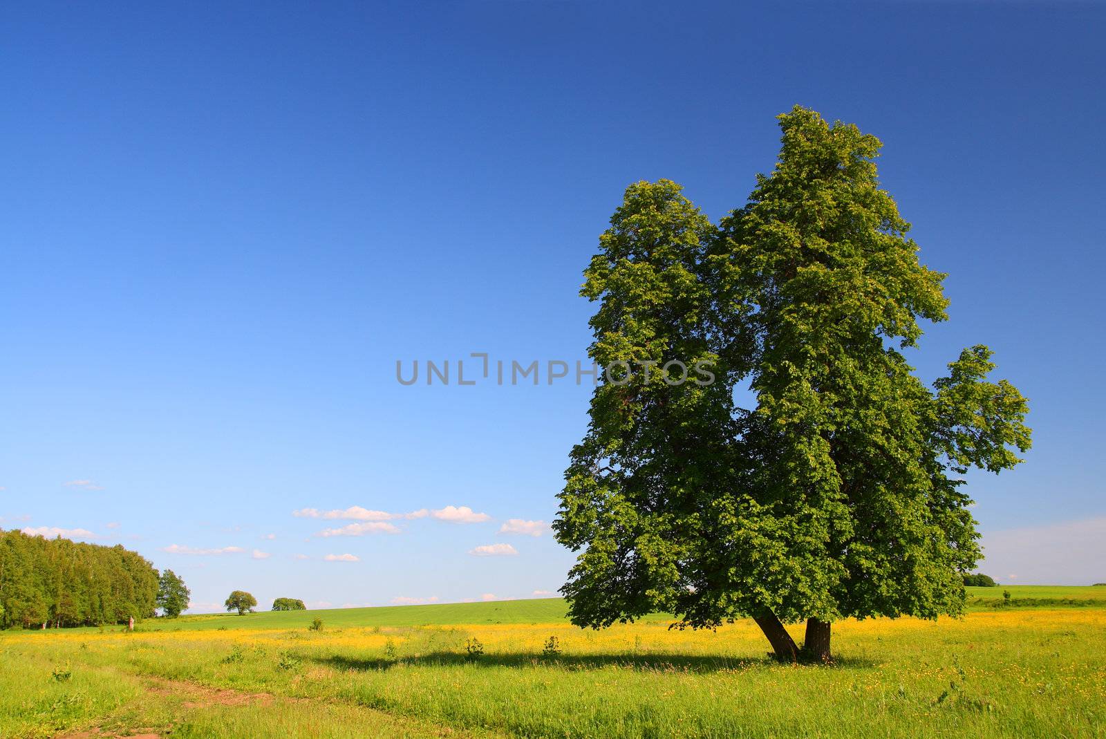 summer landscape with single lime-tree