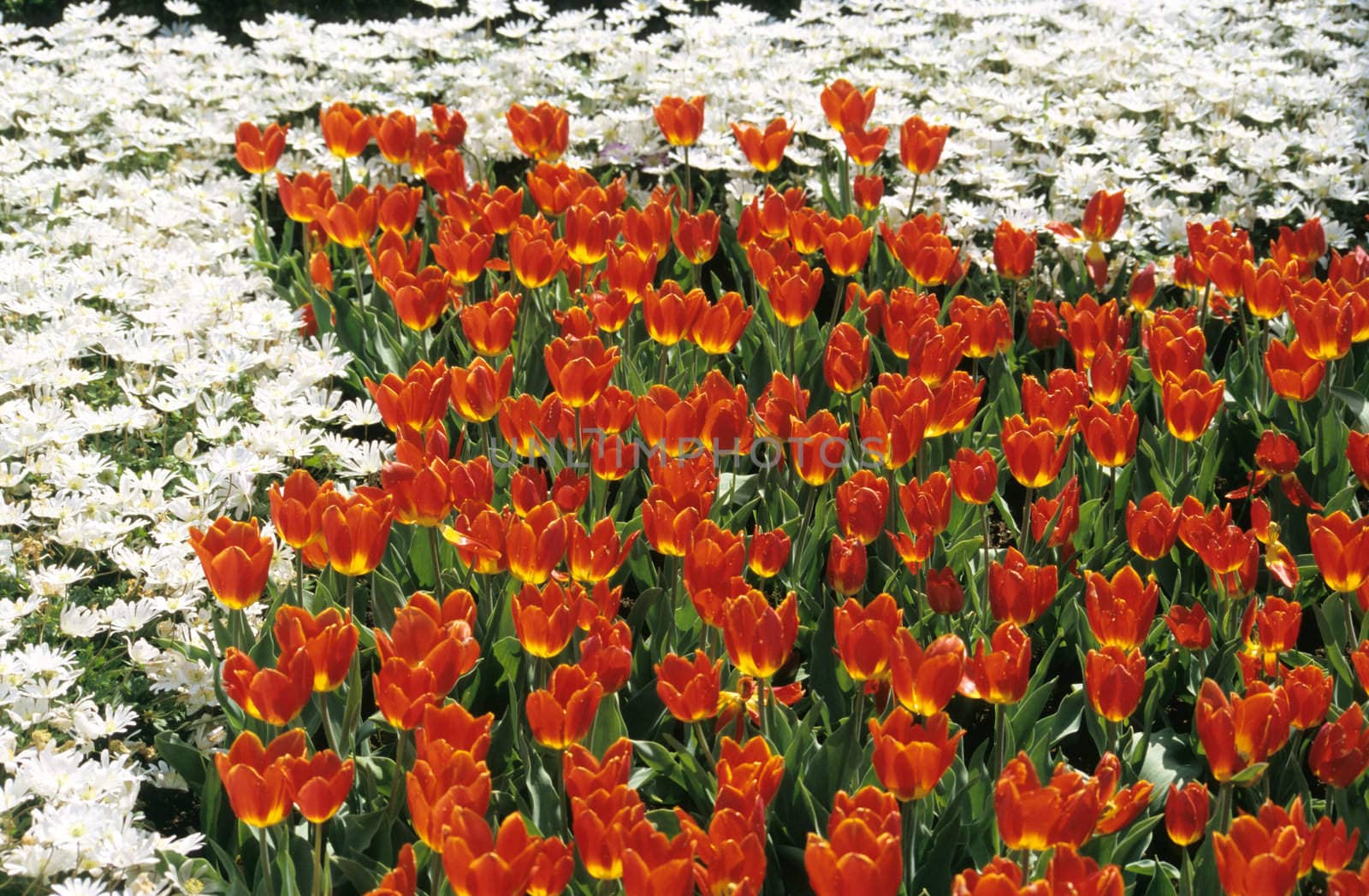 Red and White Flower Gardens by ACMPhoto