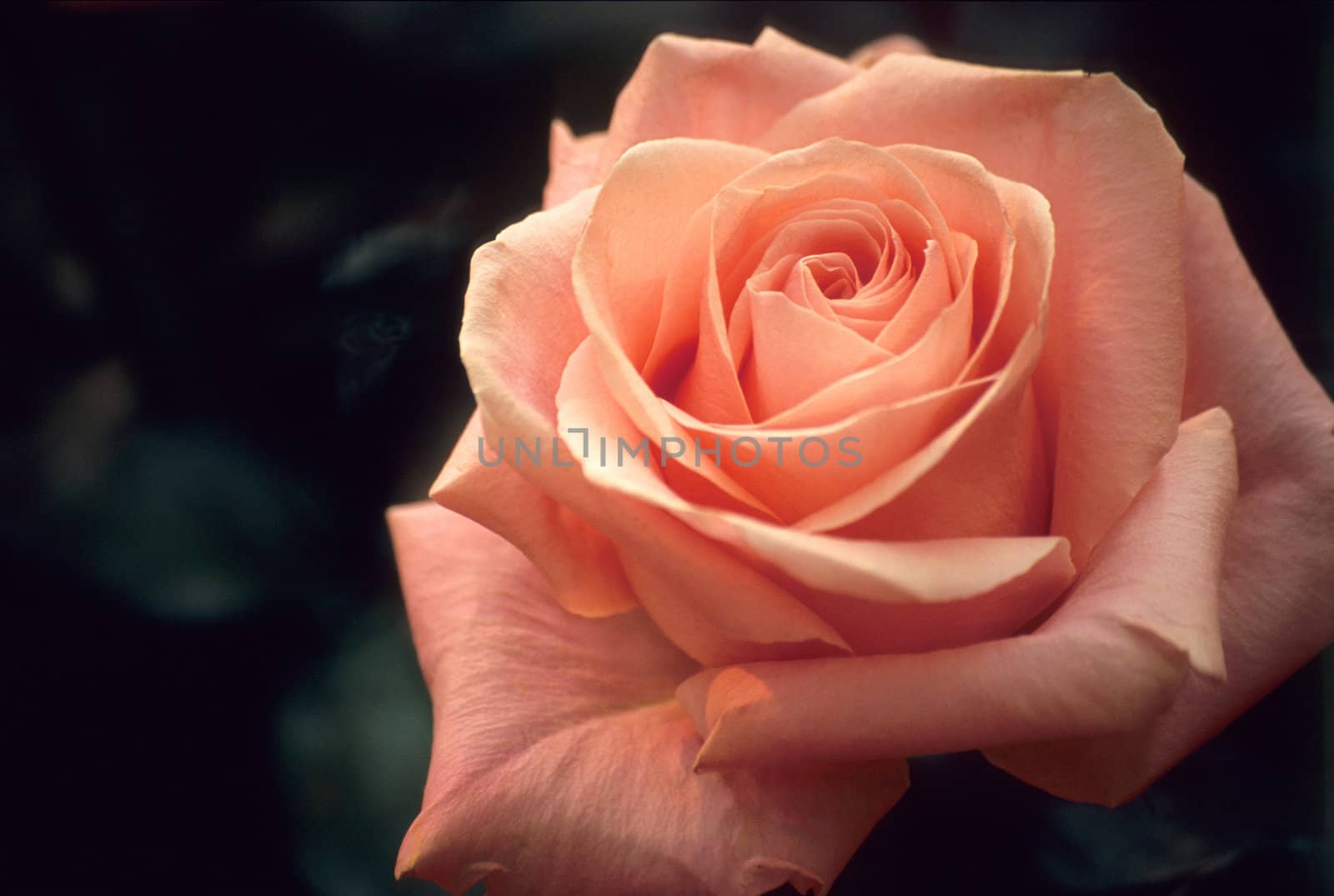 Close up of a delicate pink Cinderella rose.