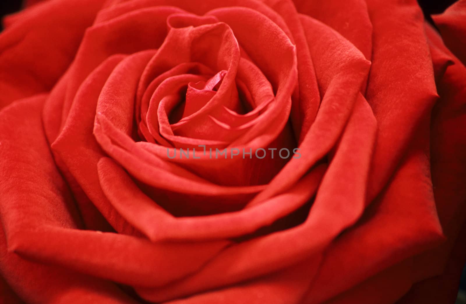 A close up of a perfect red rose with a shallow depth of field.