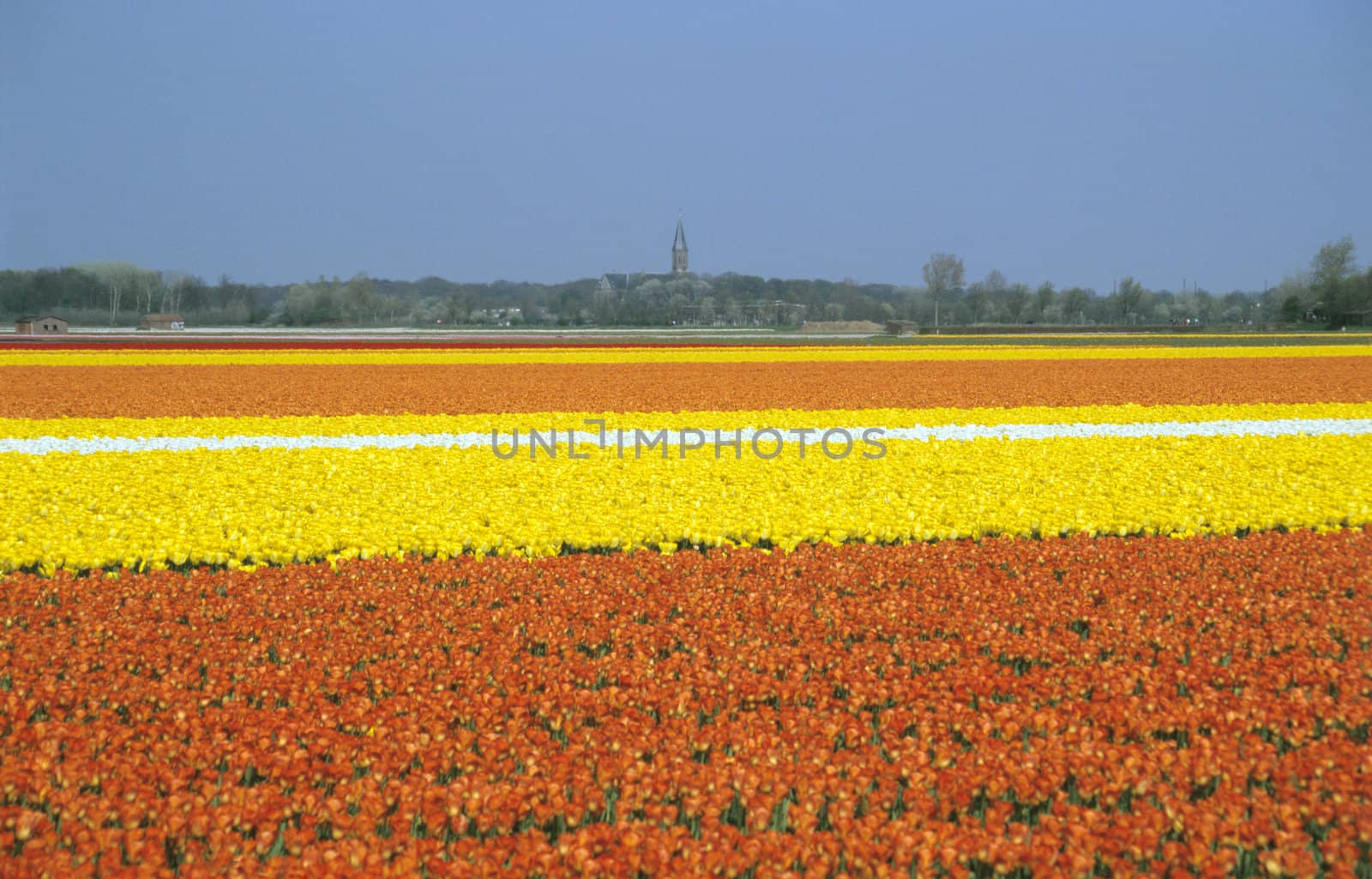 Bulb Fields - Netherlands by ACMPhoto