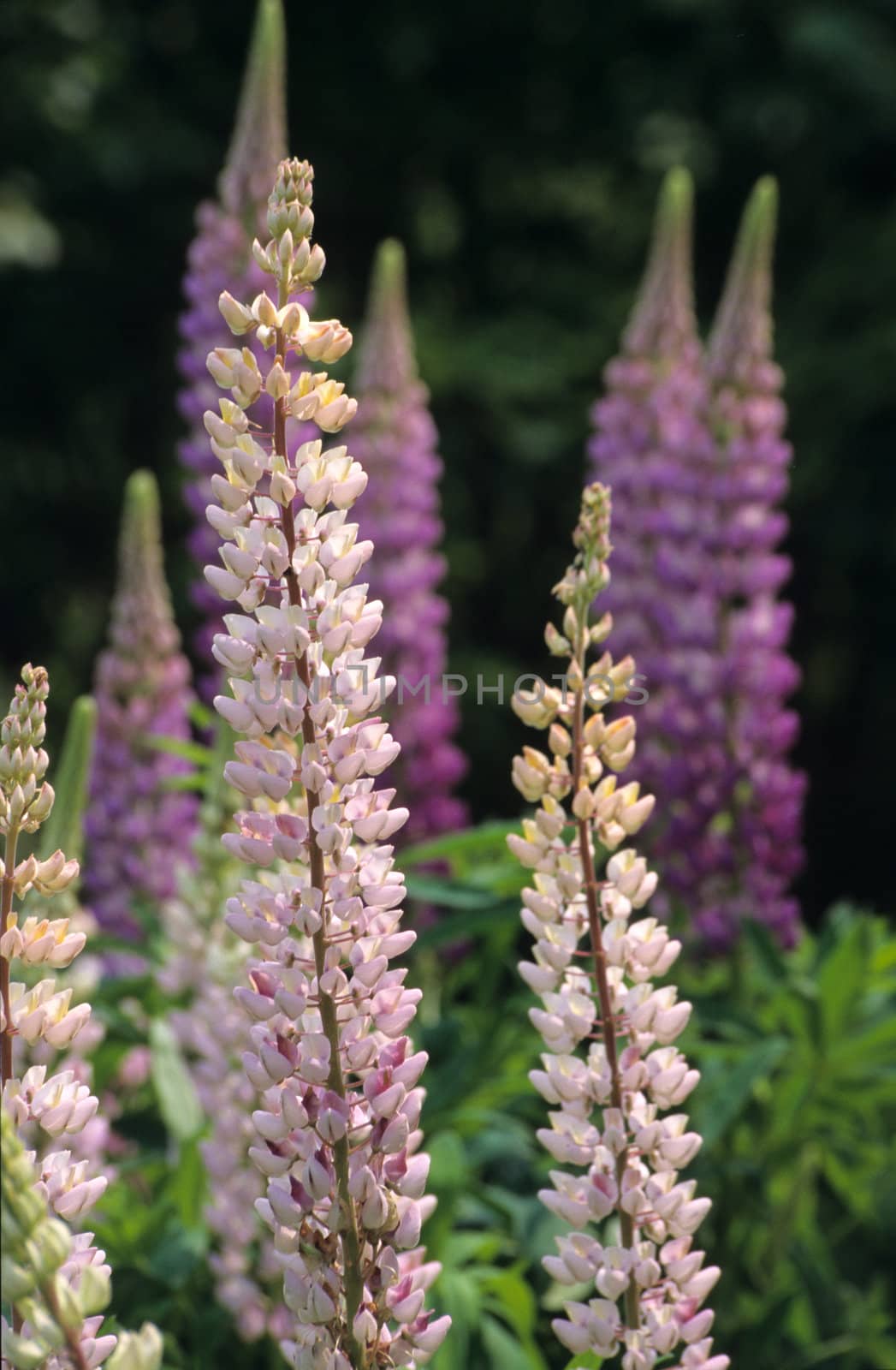 Lupins (Lupinus) grow wild along roadsides in Nova Scotia, Canada