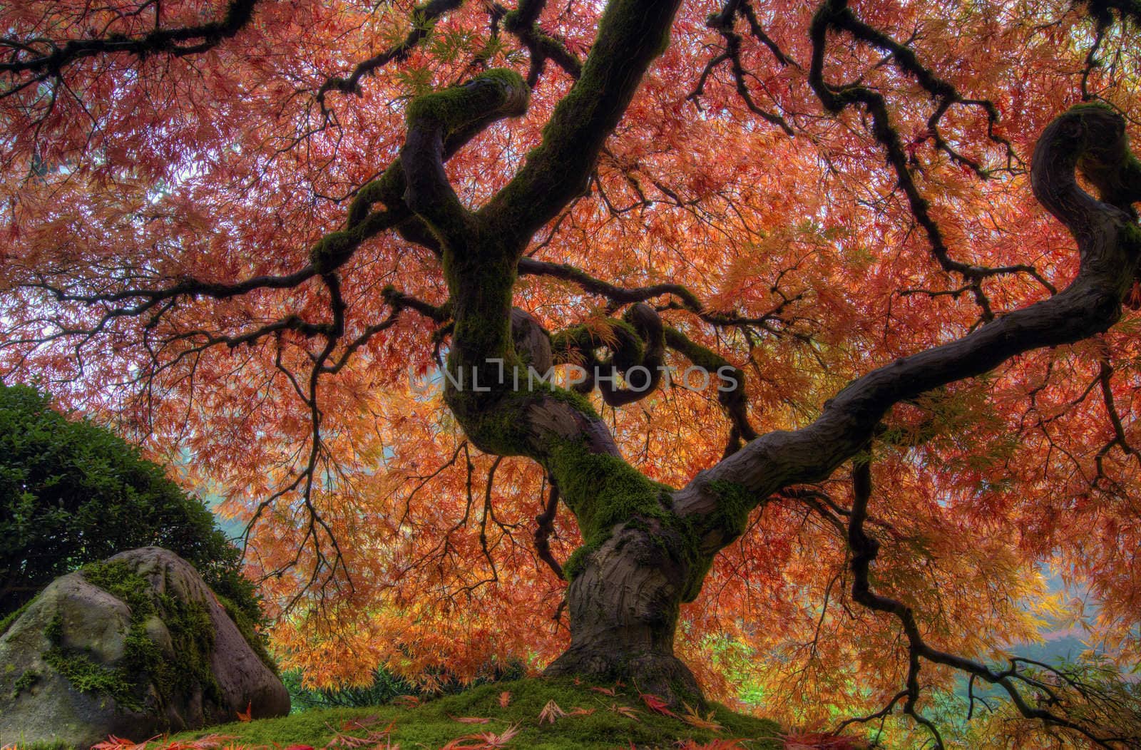 Japanese Maple Tree at Portland Japanese Garden in Autumn