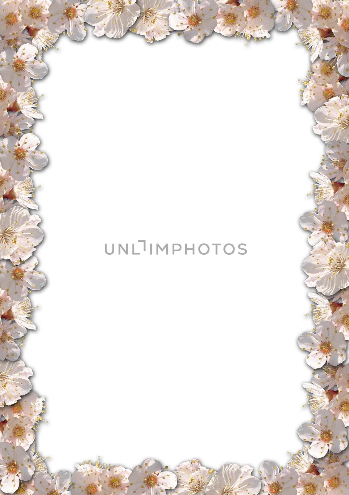 Floral border background with apricote flowers by fotosergio