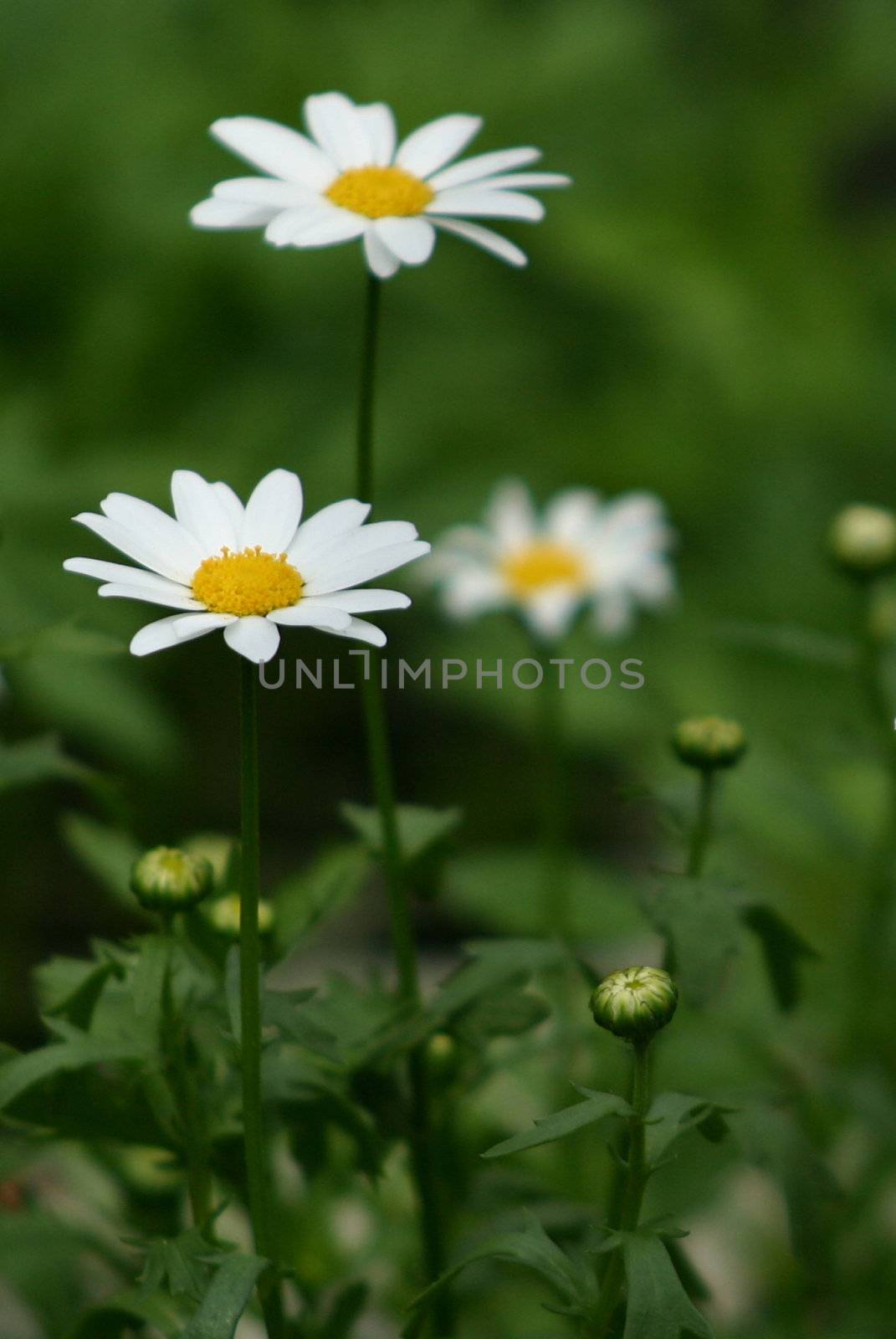 macro shot of daisies