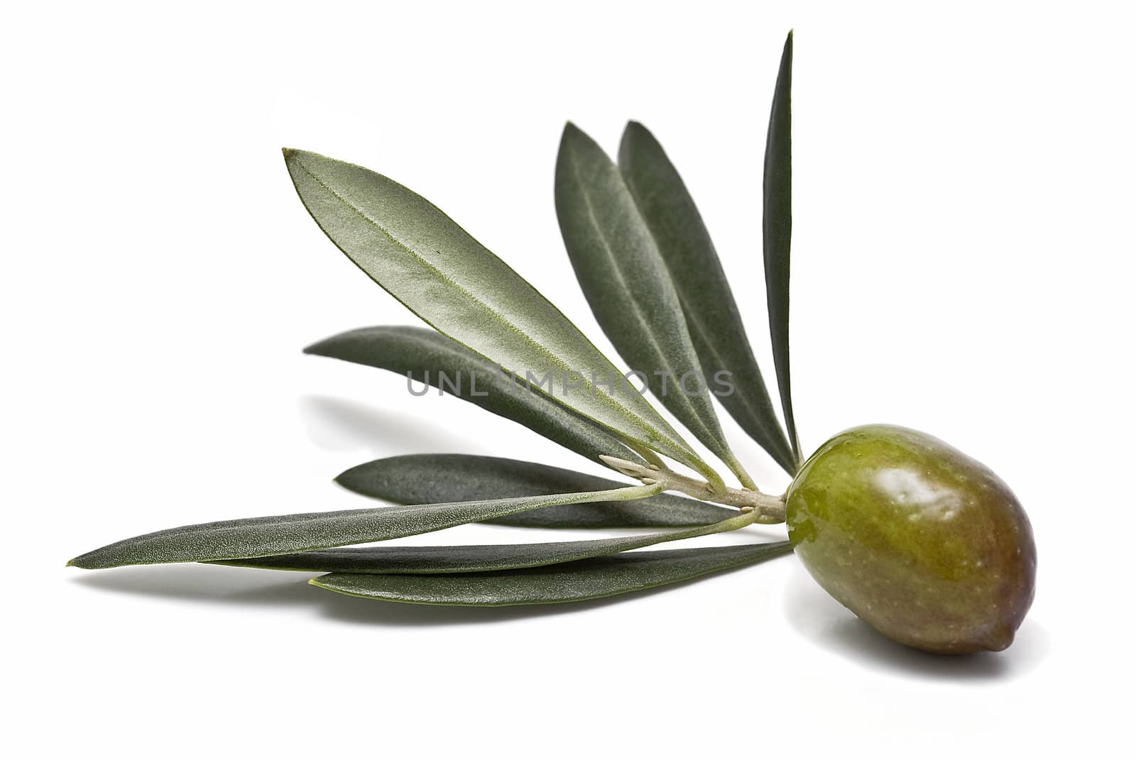 A branch with one olive.