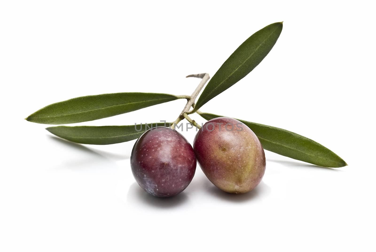 A branch with two olives.