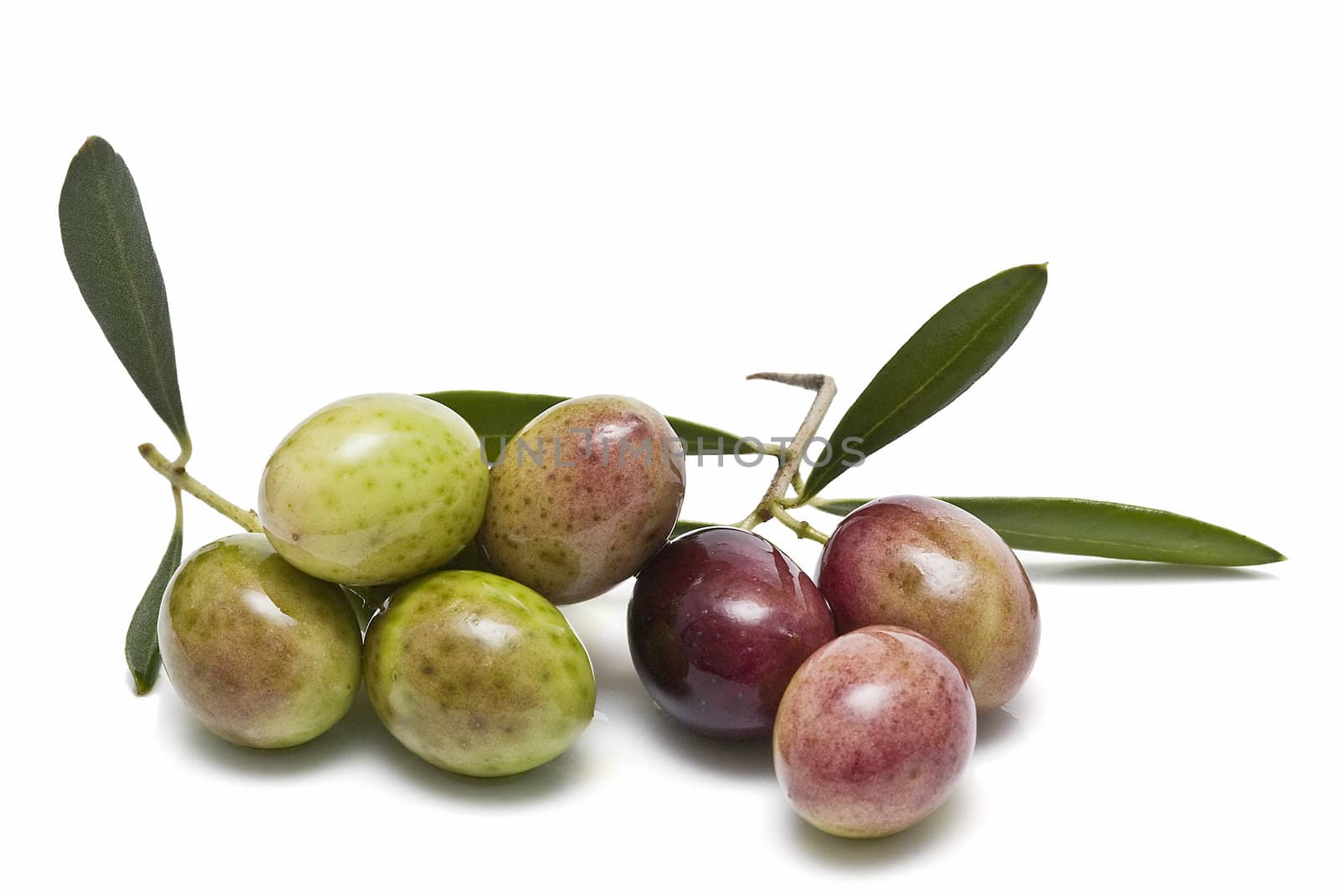 Olives on its branches.