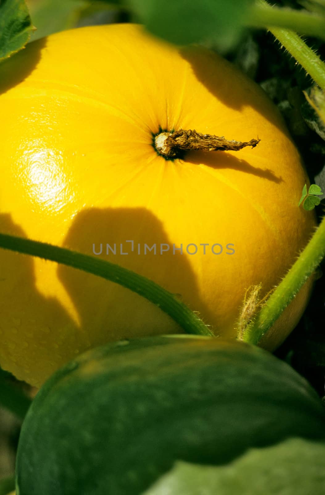 A bright yellow pumpkin grows in an organic garden.