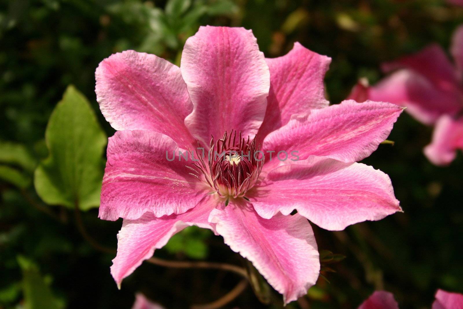 pink clematis fully open towards the sunshine