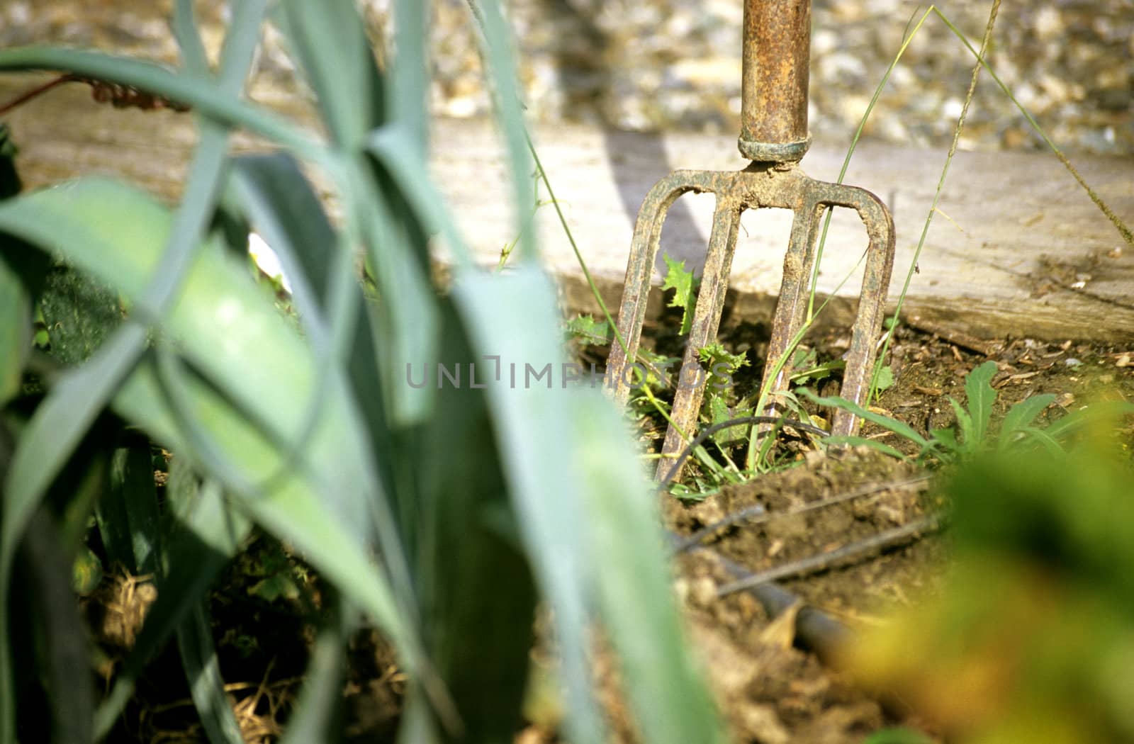 A pitchfork is abandoned in an organic garden after a hard days work weeding the leek beds.
