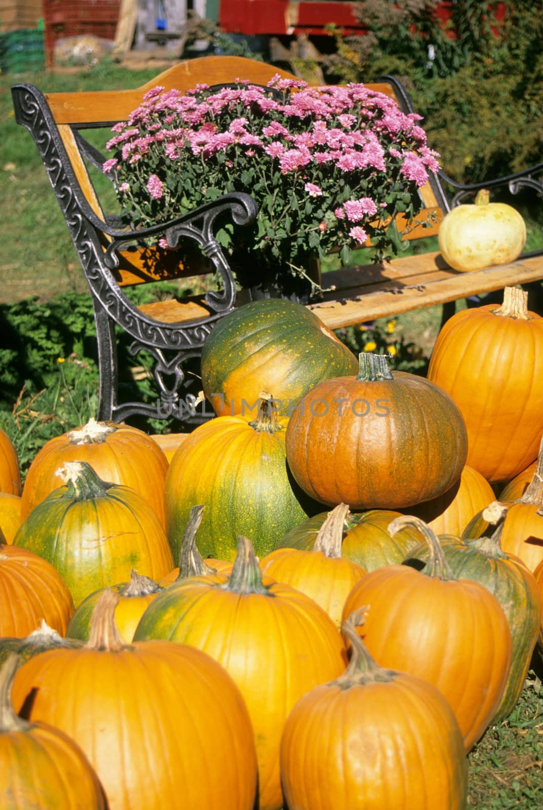 A pile of pumpkins sits beside a bench with colourful flowers at a farmers' market in rural Nova Scotia, Canada.