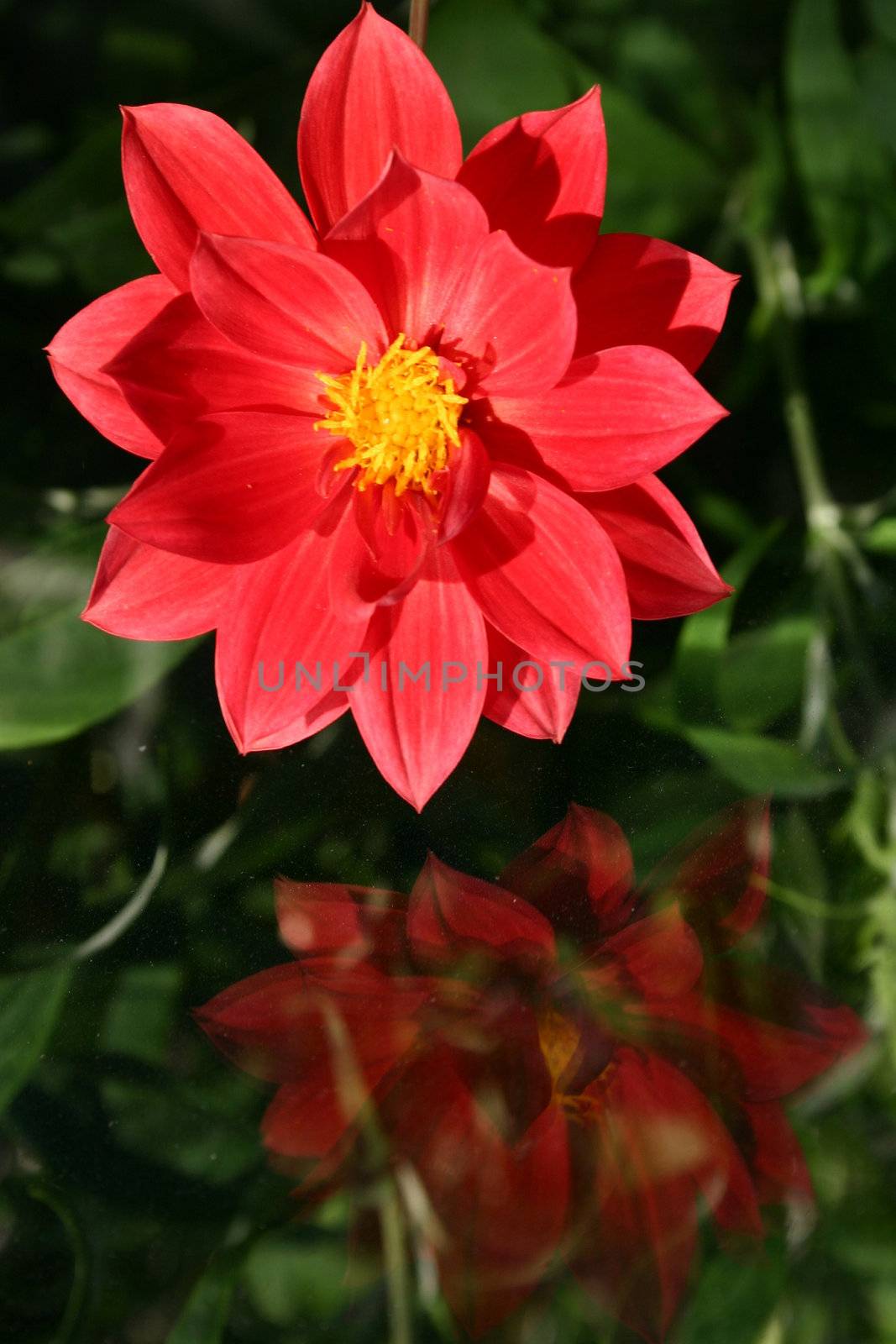 beauty of a dahlia reflected in glass