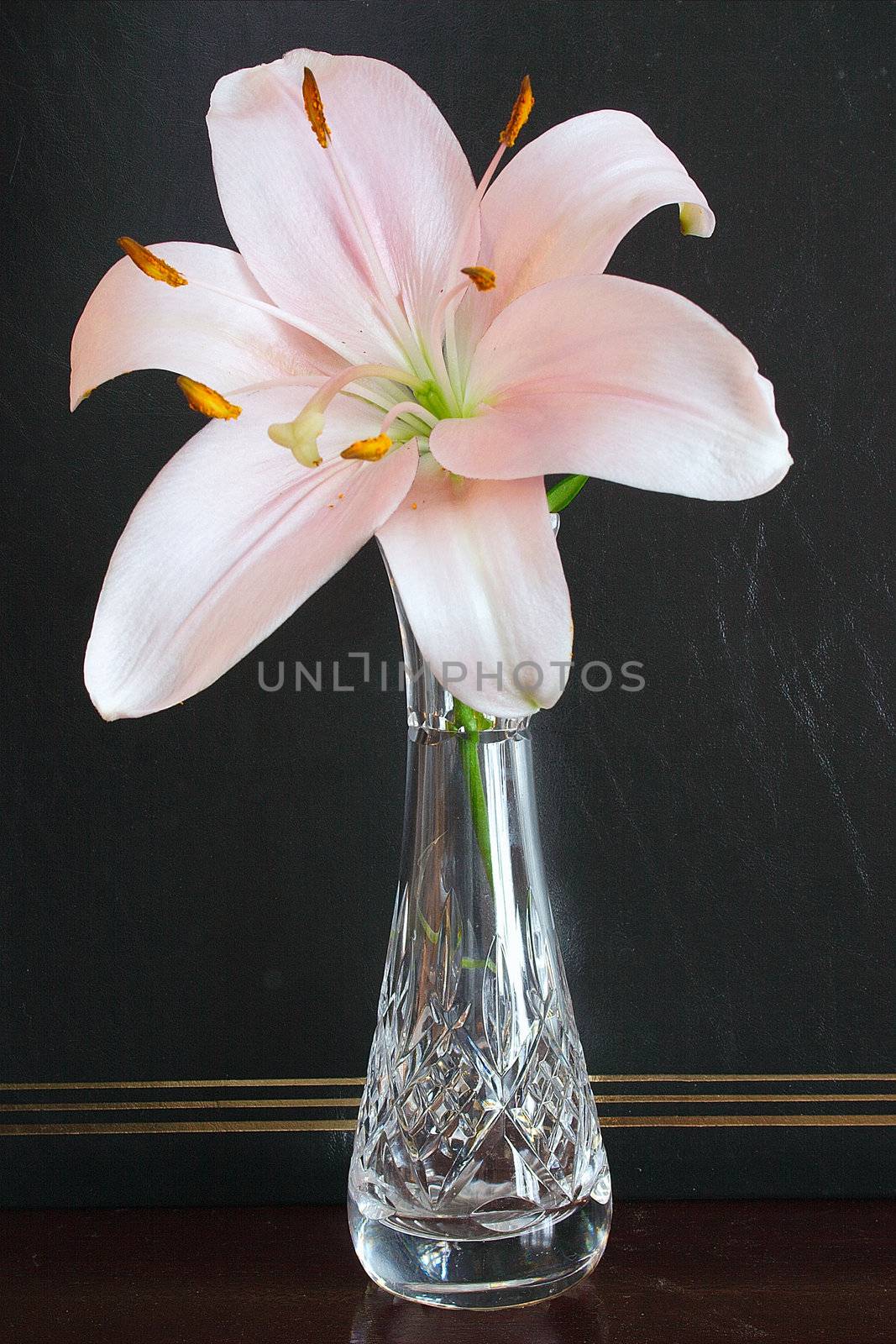 pink lily by leafy