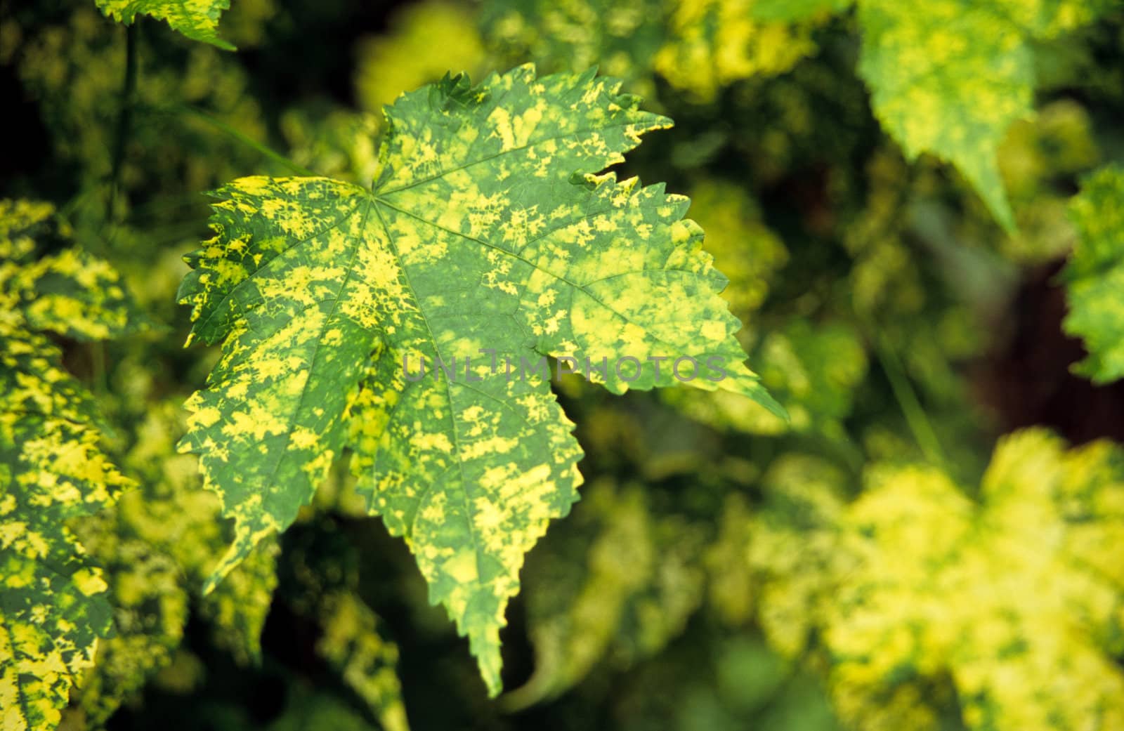 Background of green and yellow speckled maple leaves.