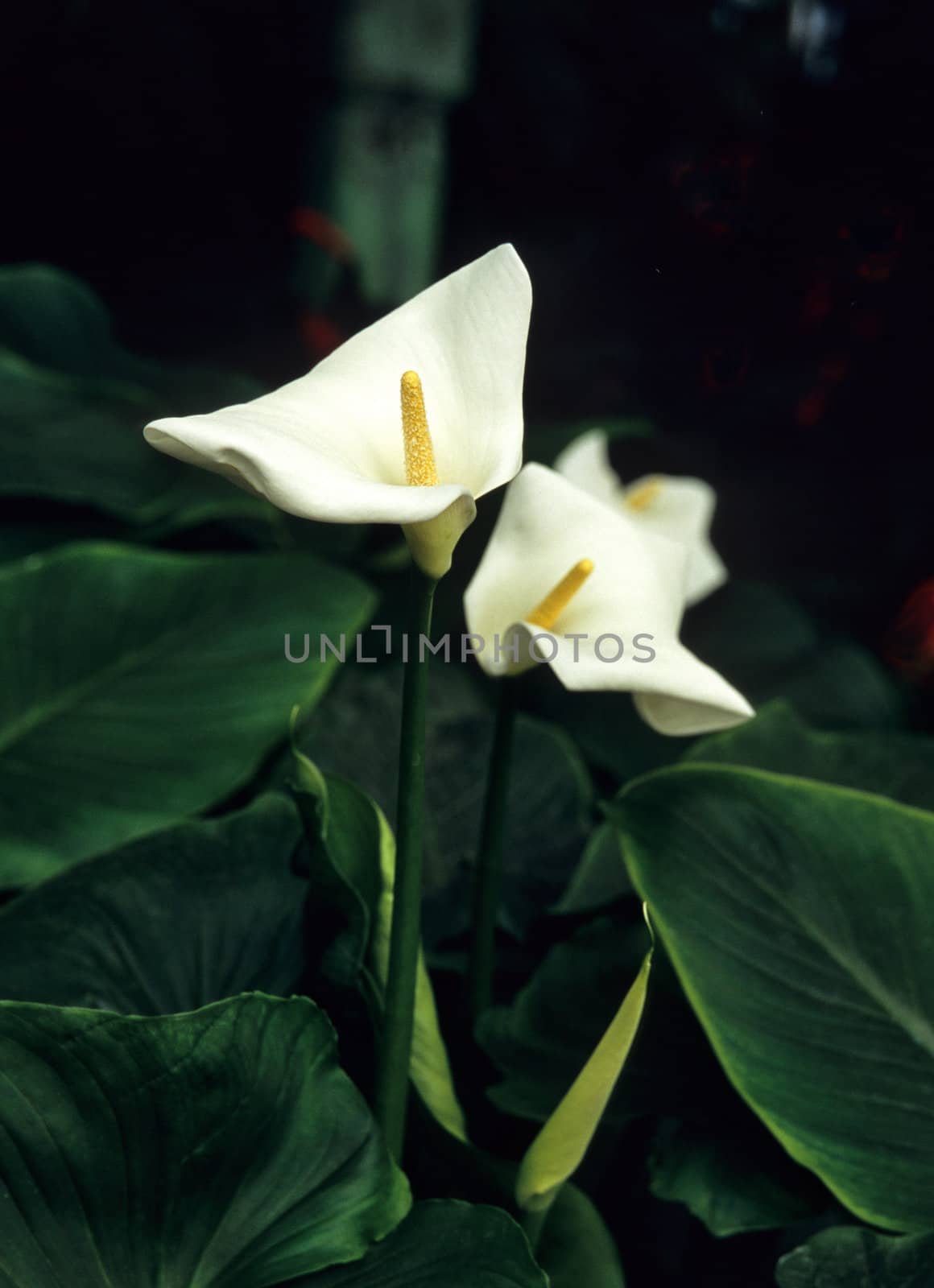 Twin white arum lilies bloom in the botanical gardens in Brussels, Belgium.