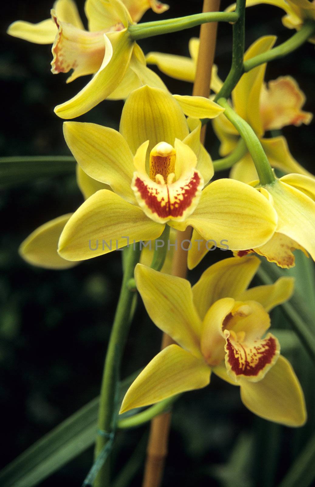 Yellow Cymbidium orchid by ACMPhoto