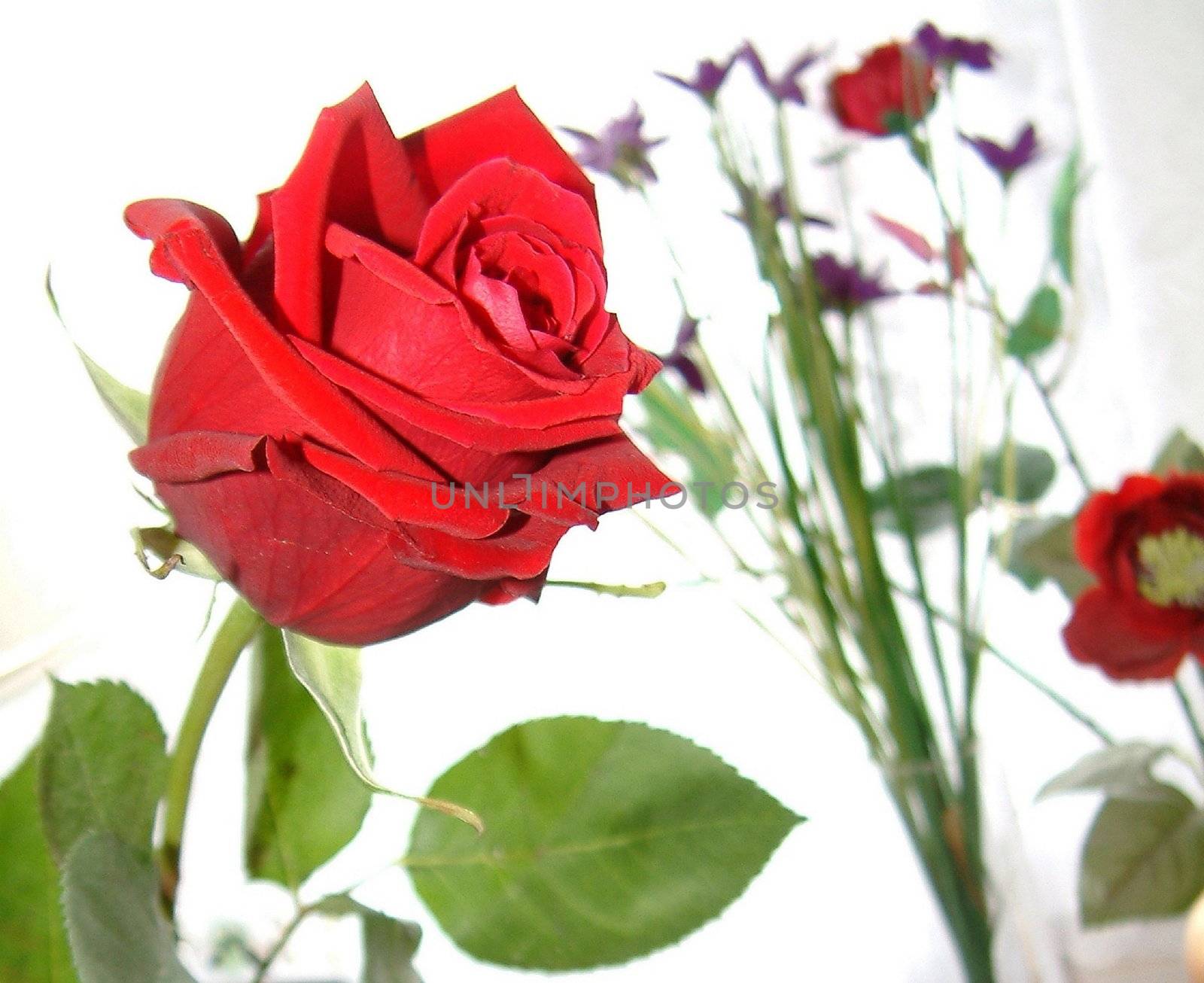 red rose of love