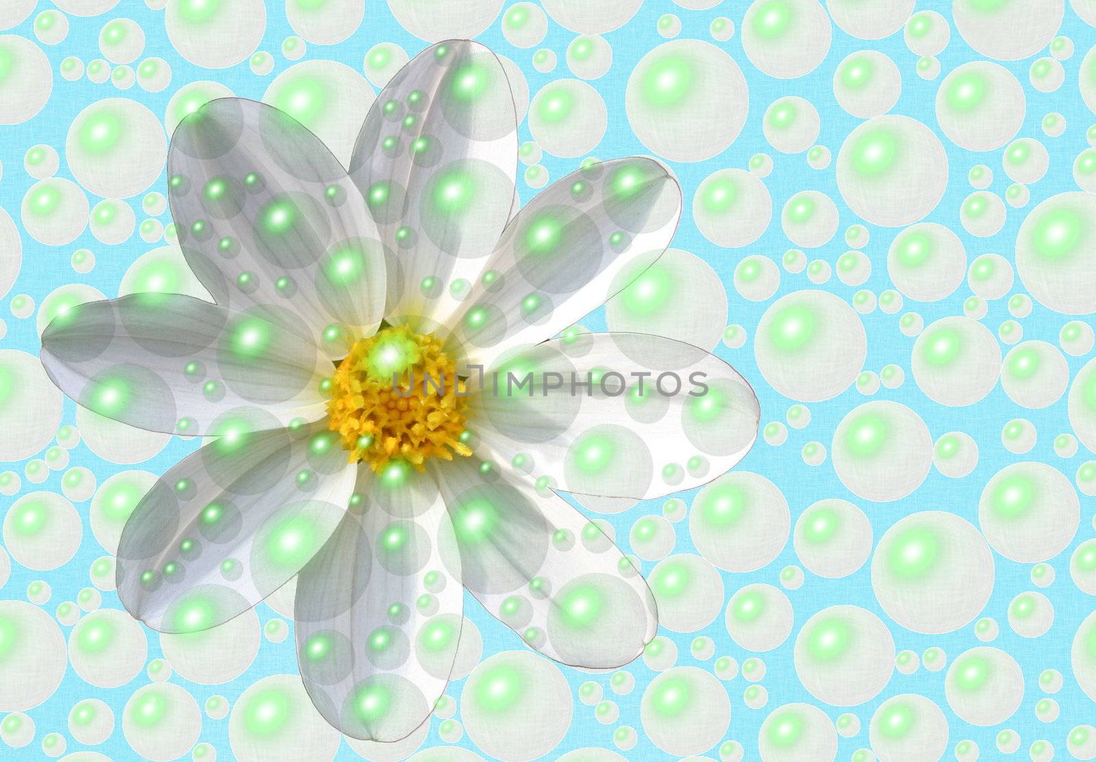 daisy washed in bubbles concept