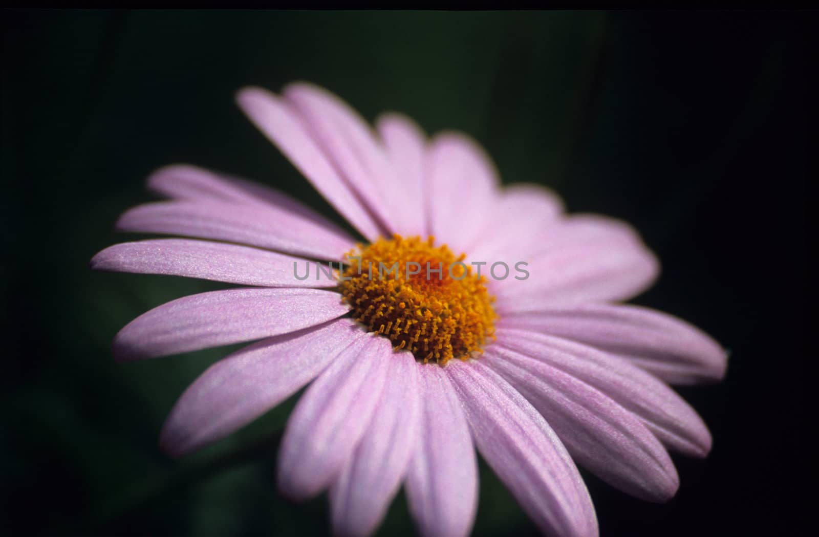 Pink Daisy Macro by ACMPhoto