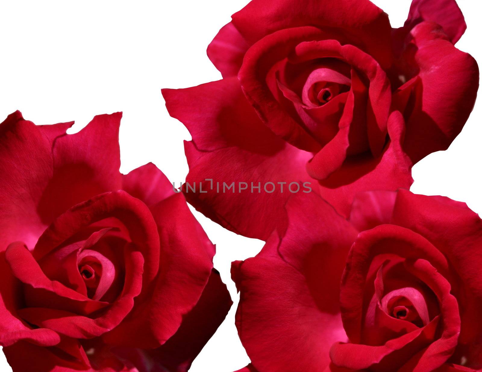 red roses of love