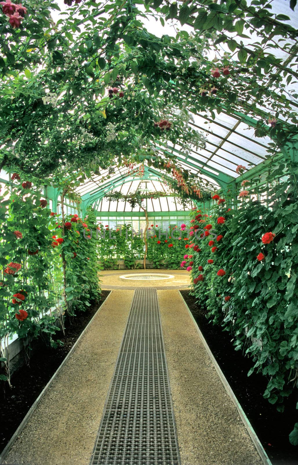 Greenhouse interior by ACMPhoto