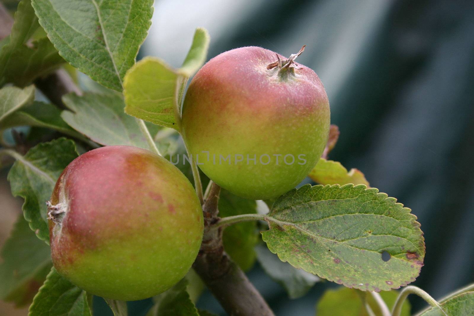 two juicy red apples growing on a tree