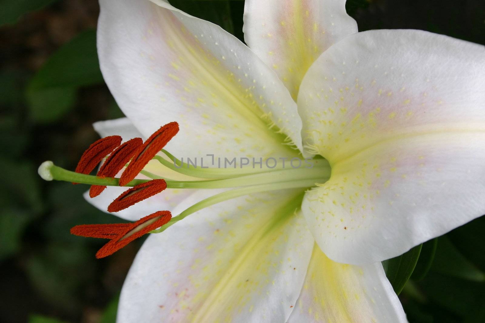 macro shot of a white lily