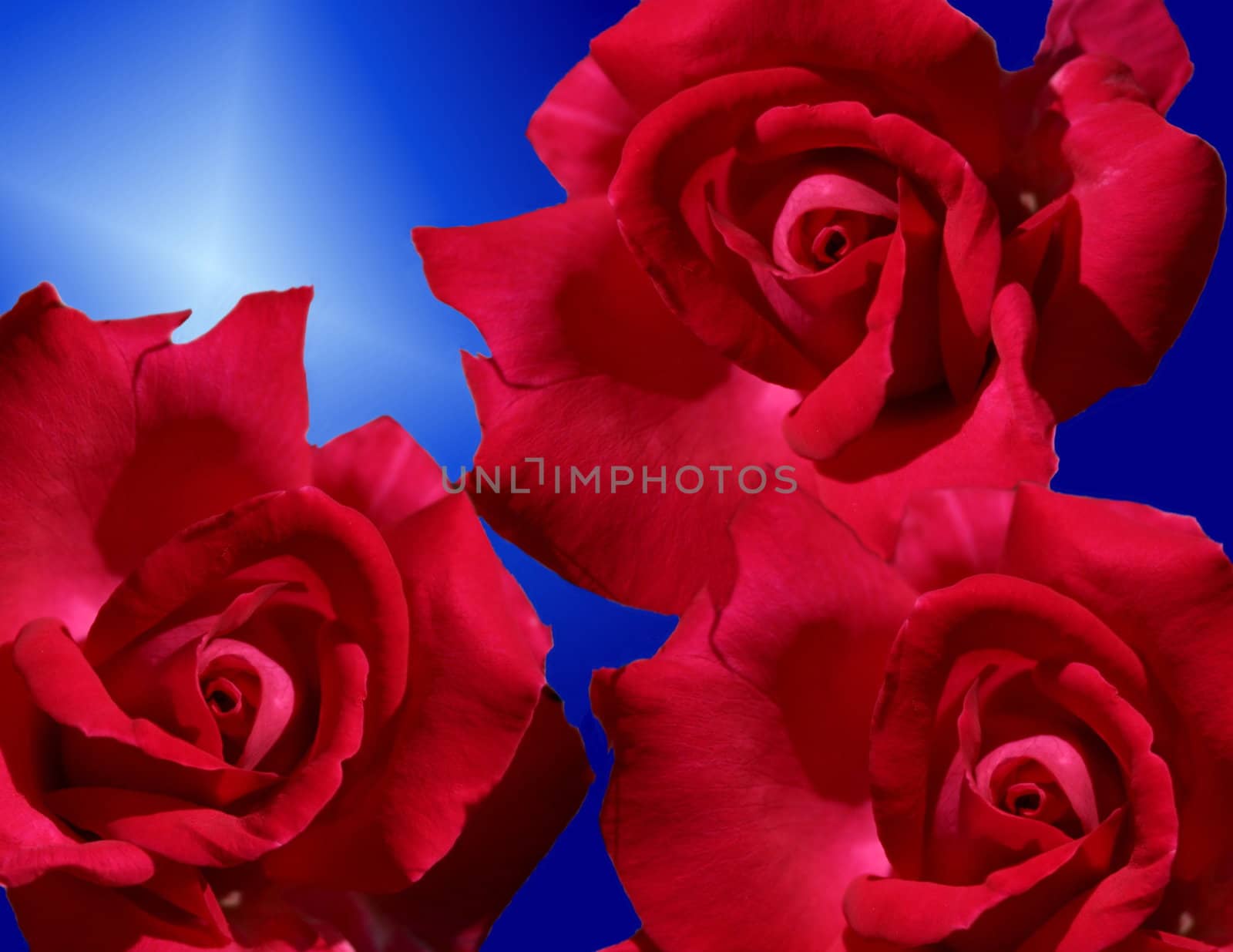 red roses over a blue background