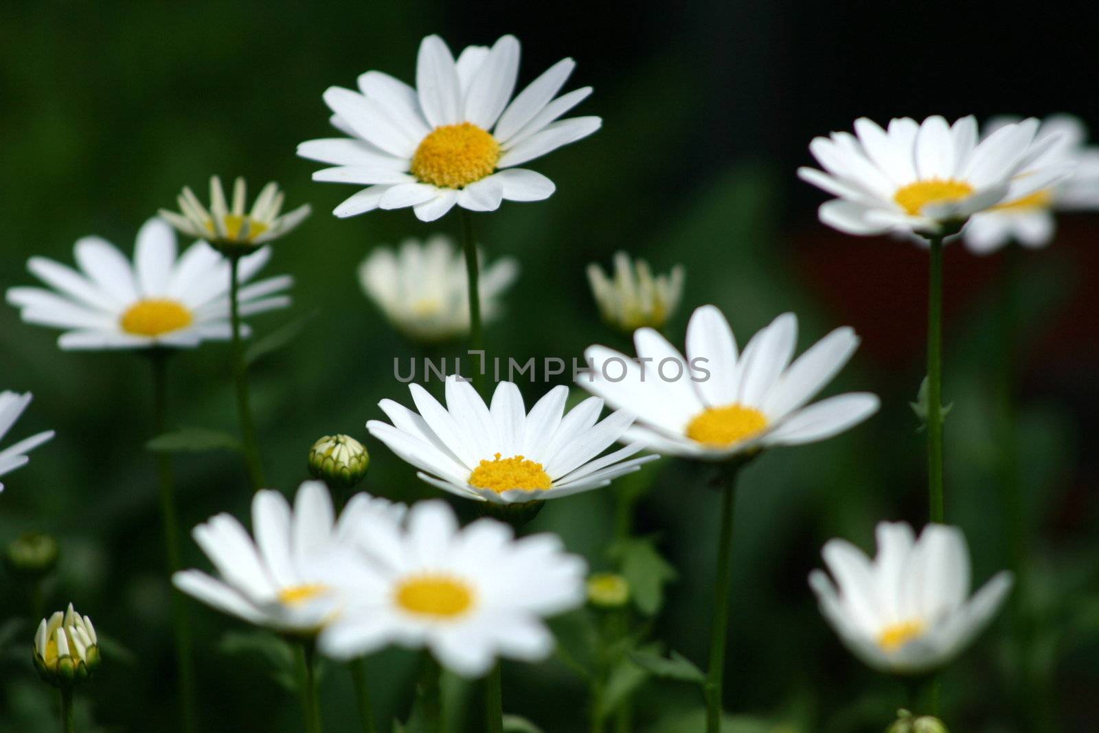 daisies growing closely together