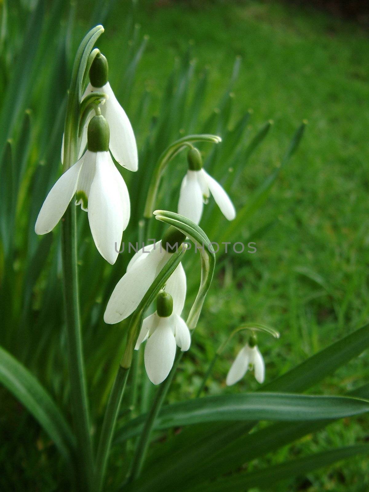 snowdrops by leafy