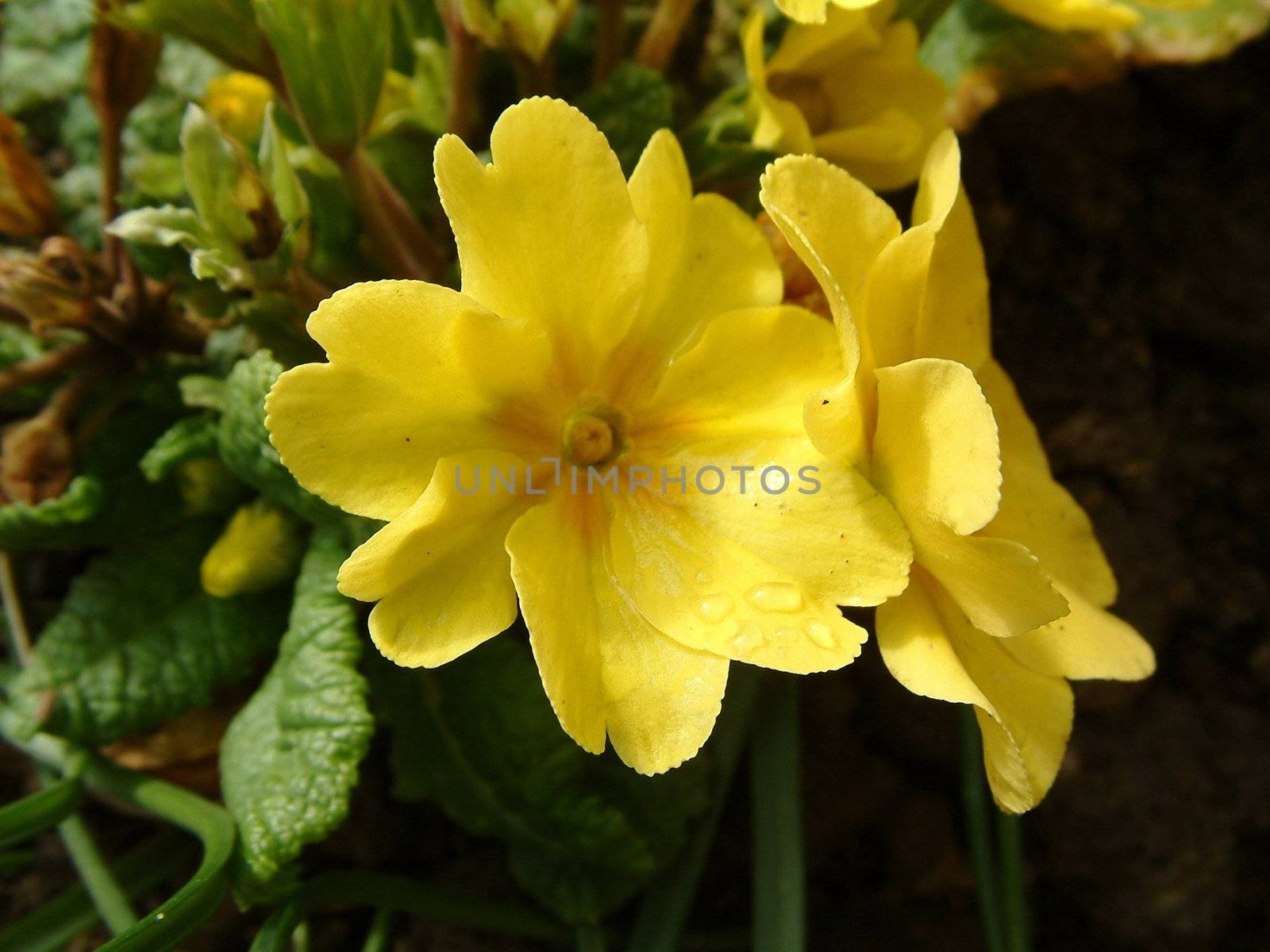 yellow primroses by leafy