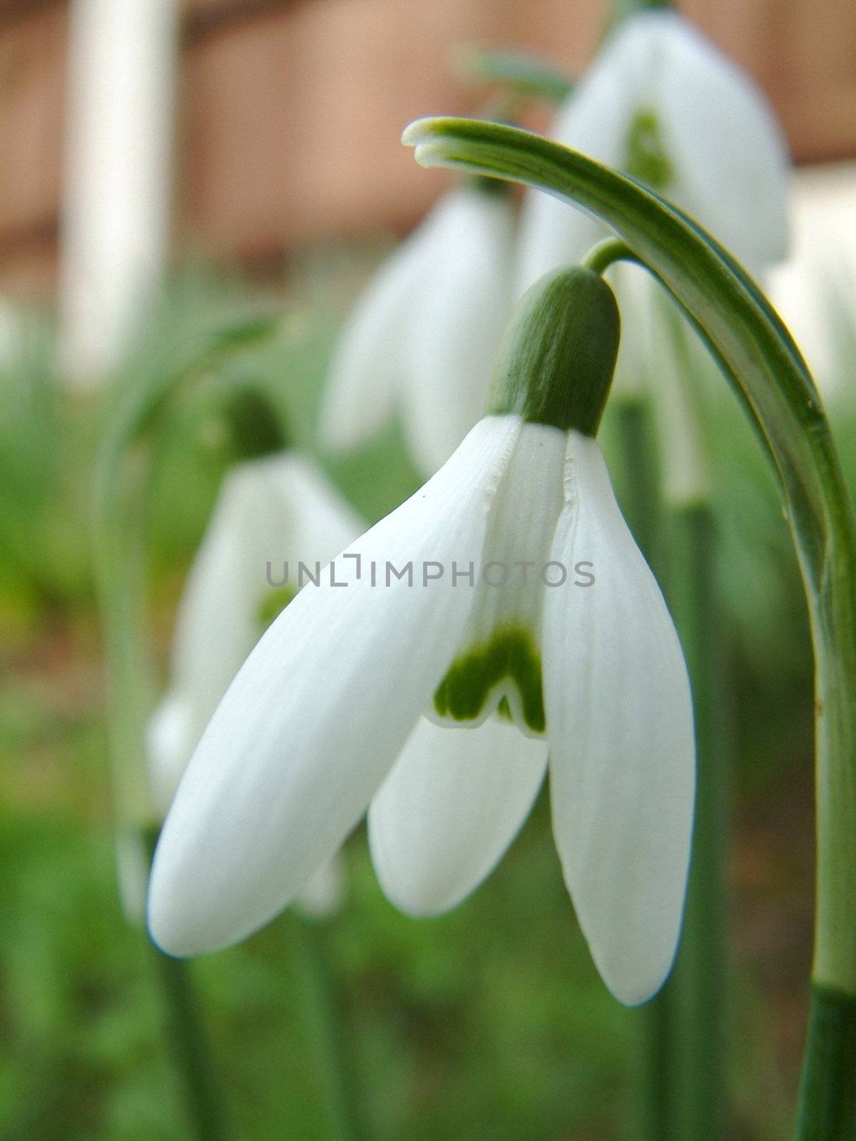 snowdrops by leafy