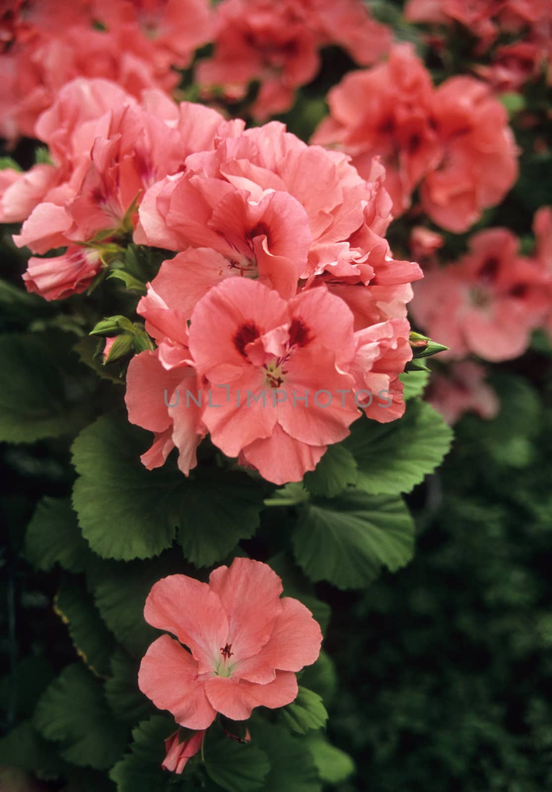 Geraniums by ACMPhoto