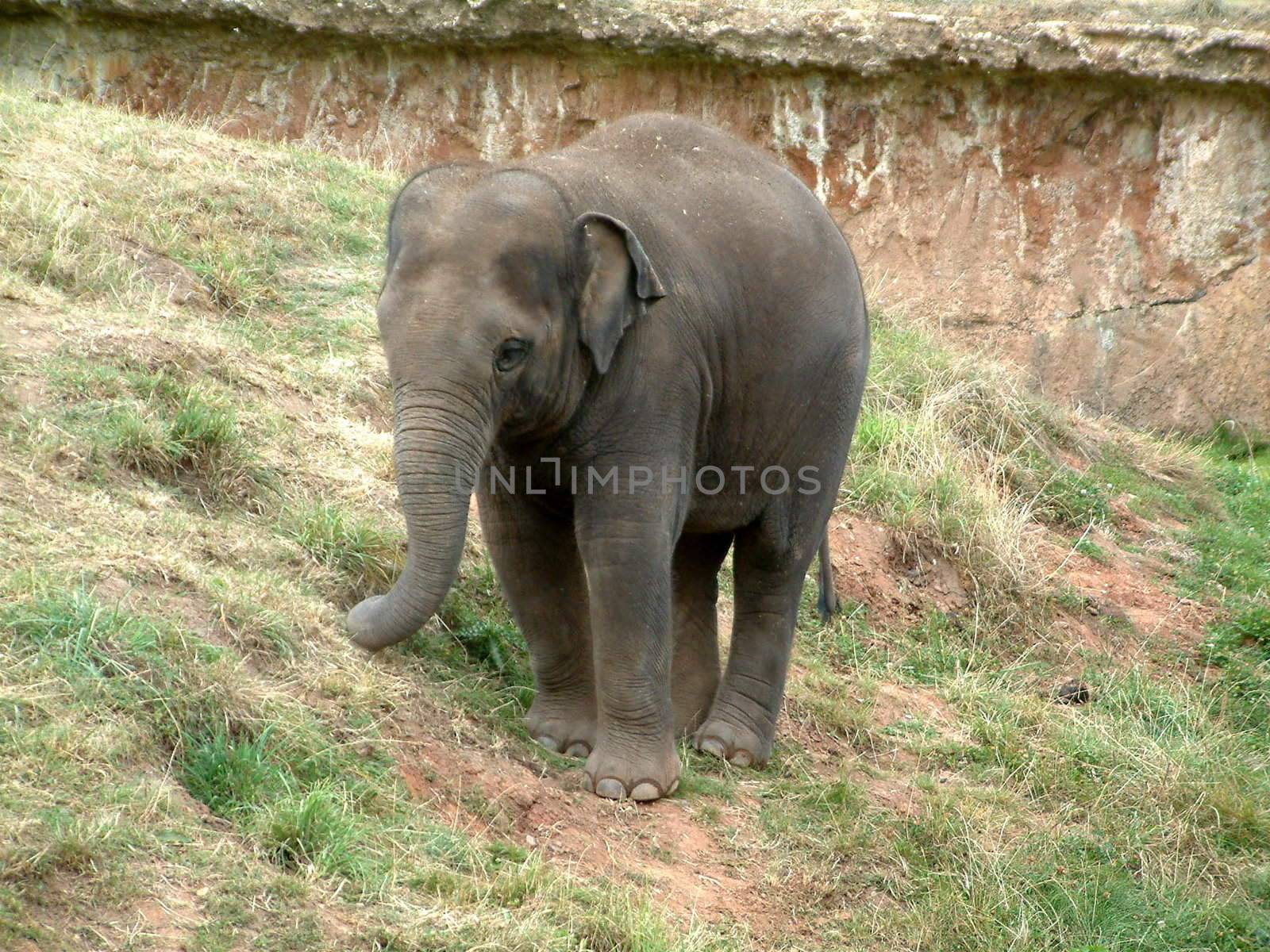 baby indian elephant