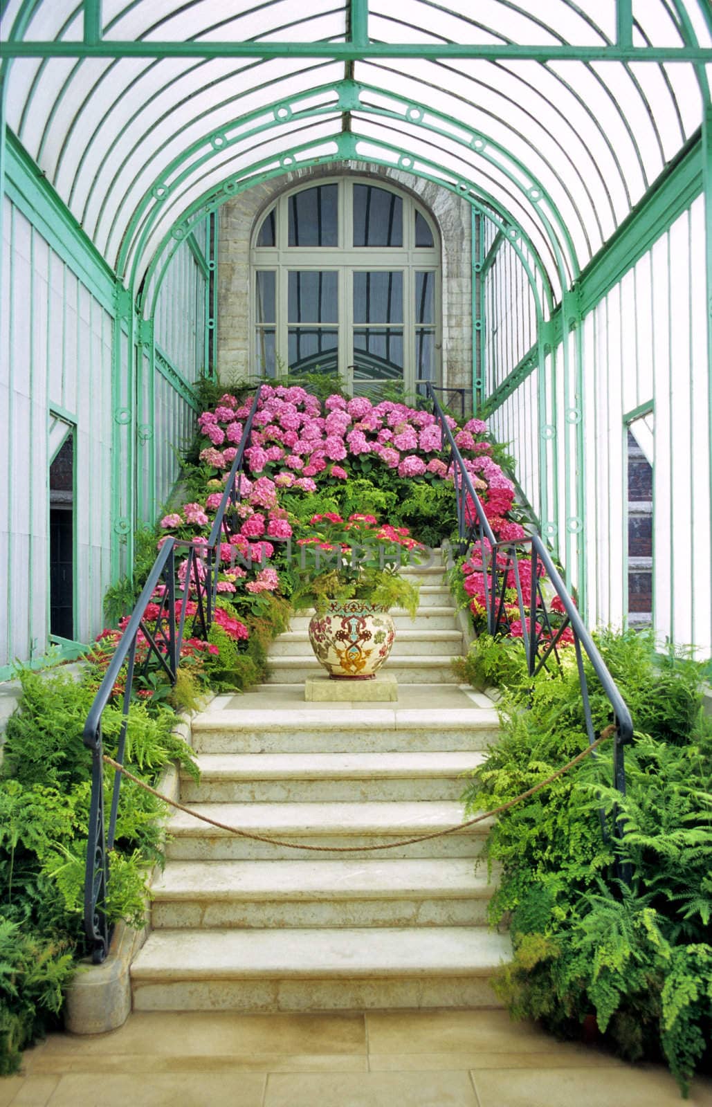 Geraniums are on display at the Royal Greenhouses in Laeken, Belgium.