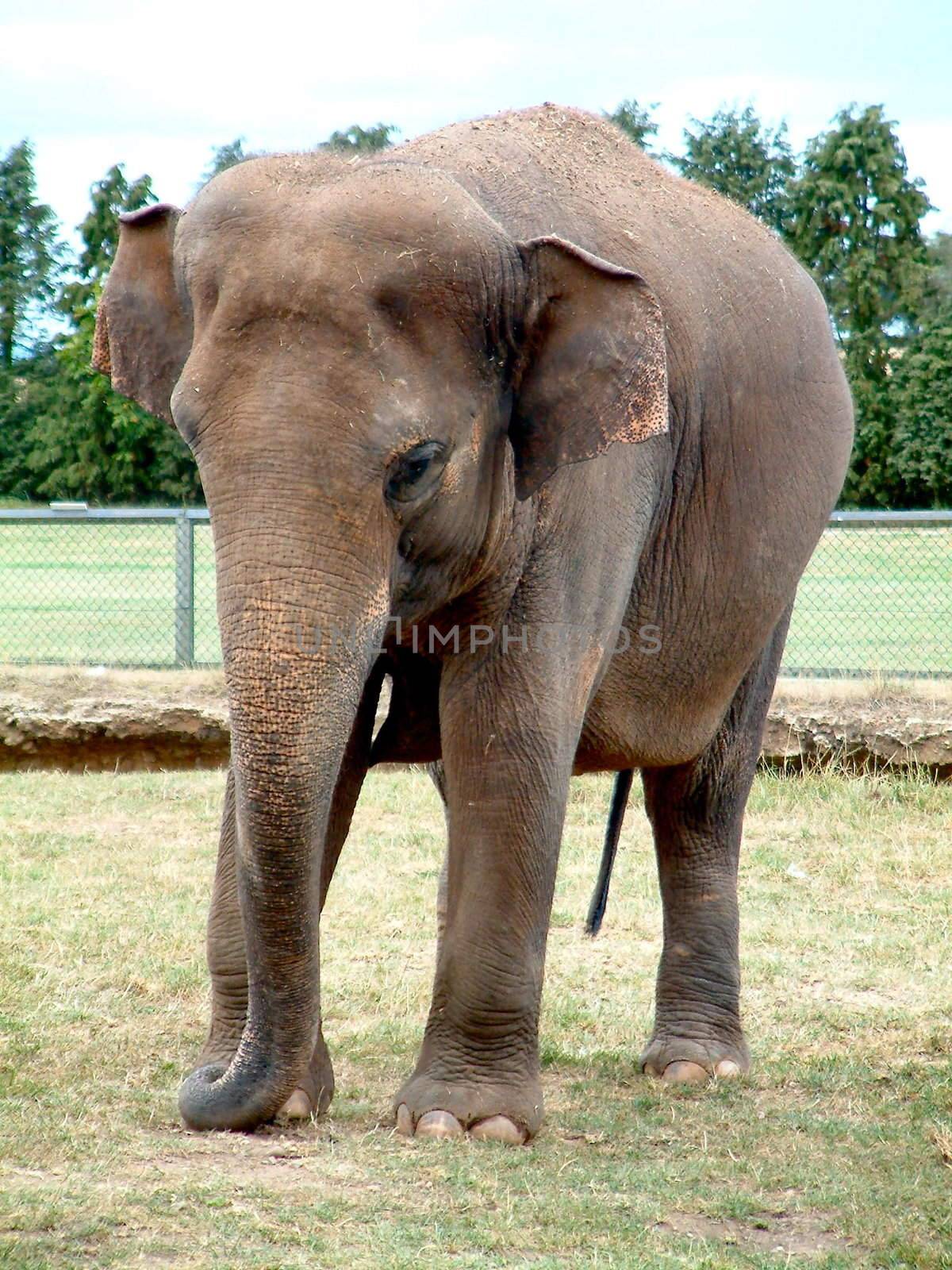 adult elephant by leafy