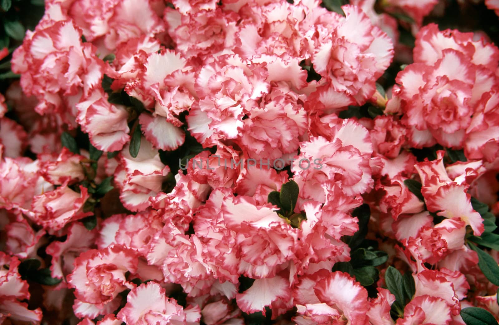 Close up of a red and white Azalea bush at the Royal Gardens in Laeken, Belgium.