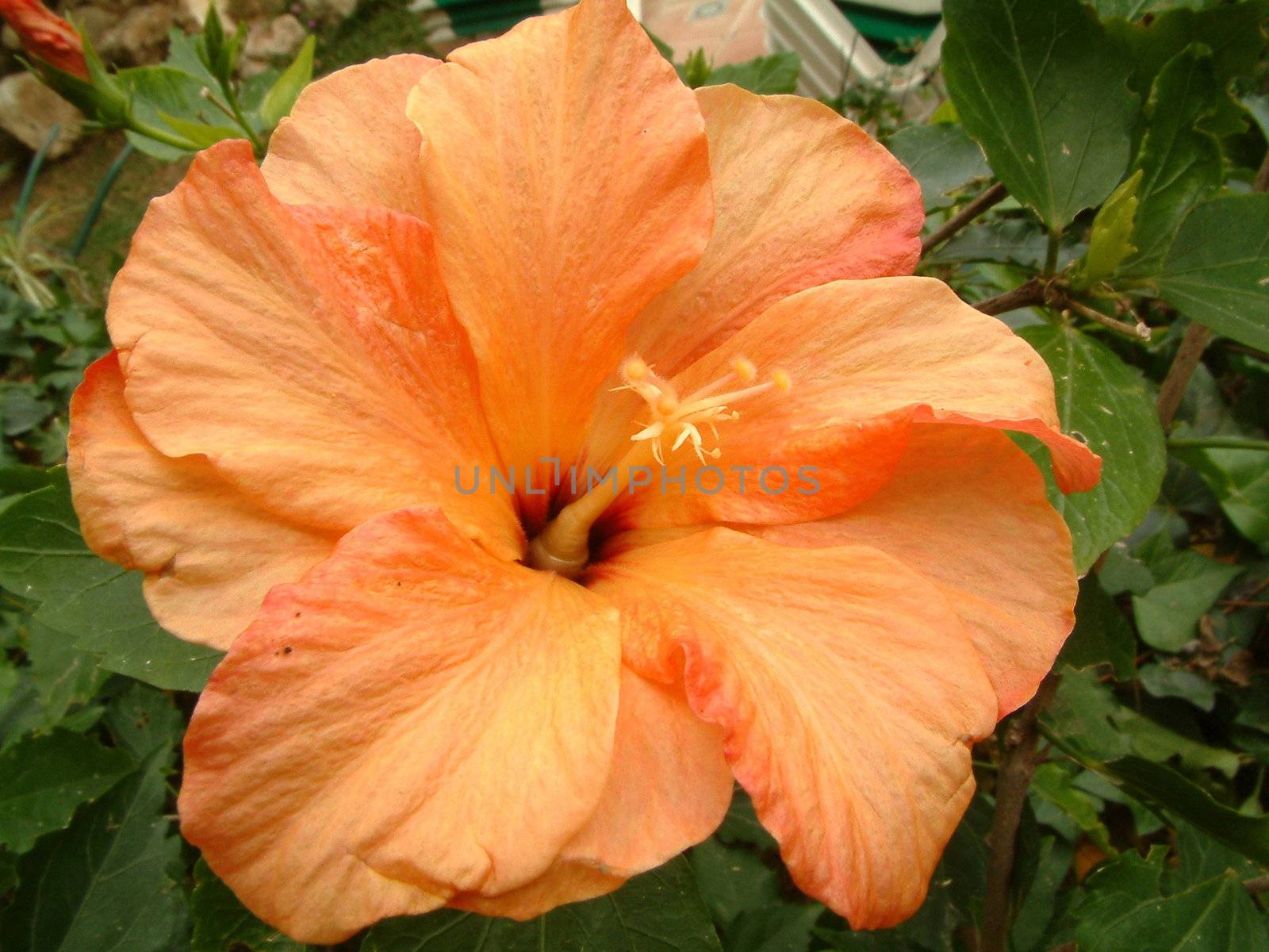 orange flower of the hibiscus family
