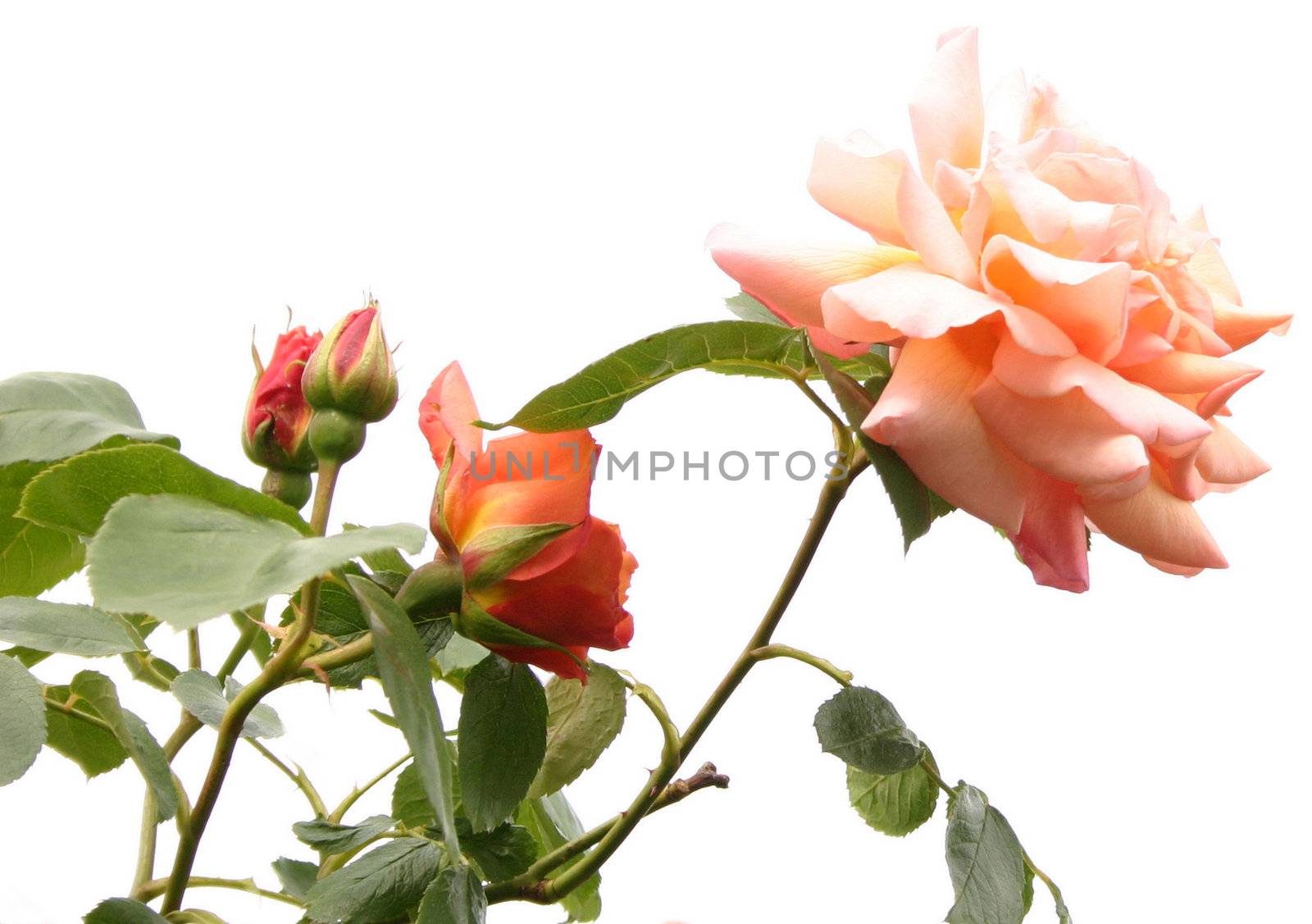 peach rose buds isolated over a white background