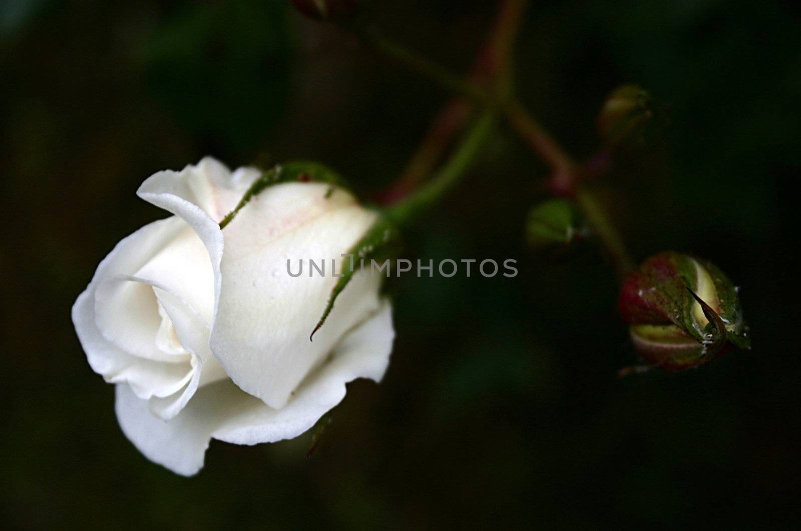 single white rosebud against a dark background