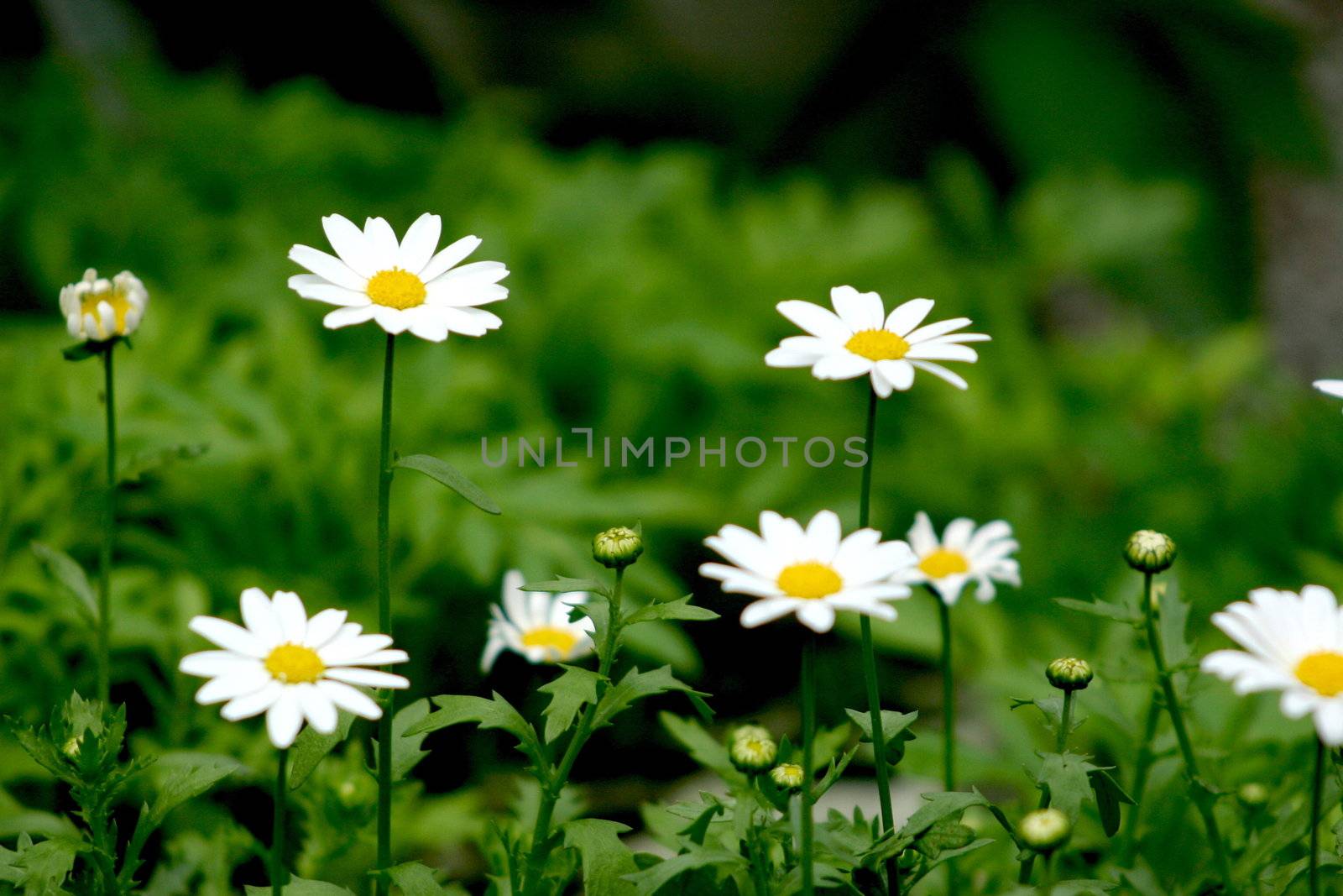 daisies growing in the foreground of the picture