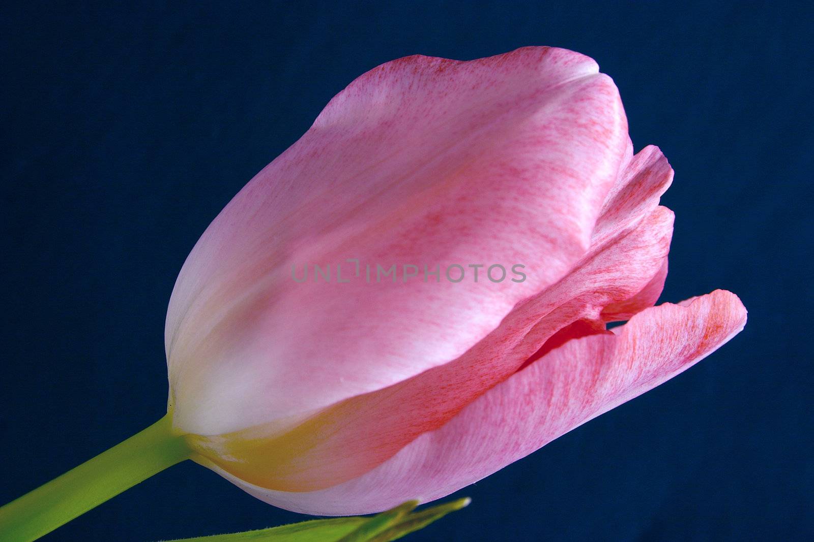 closeup of a beautiful pink tulip against a dark background