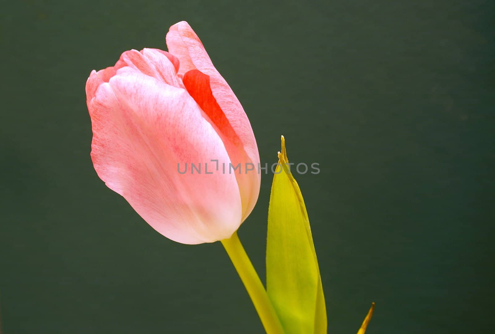 pink tulip by leafy