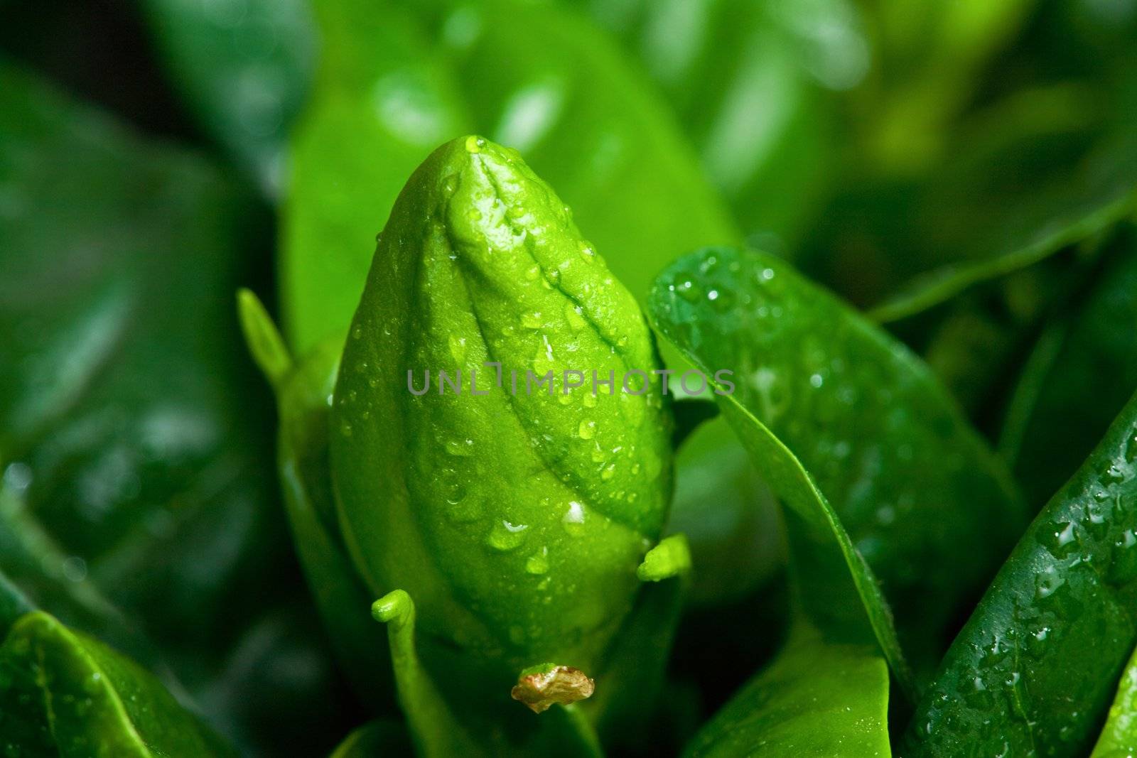 Bud of gardenia flower with raindrops. Macro