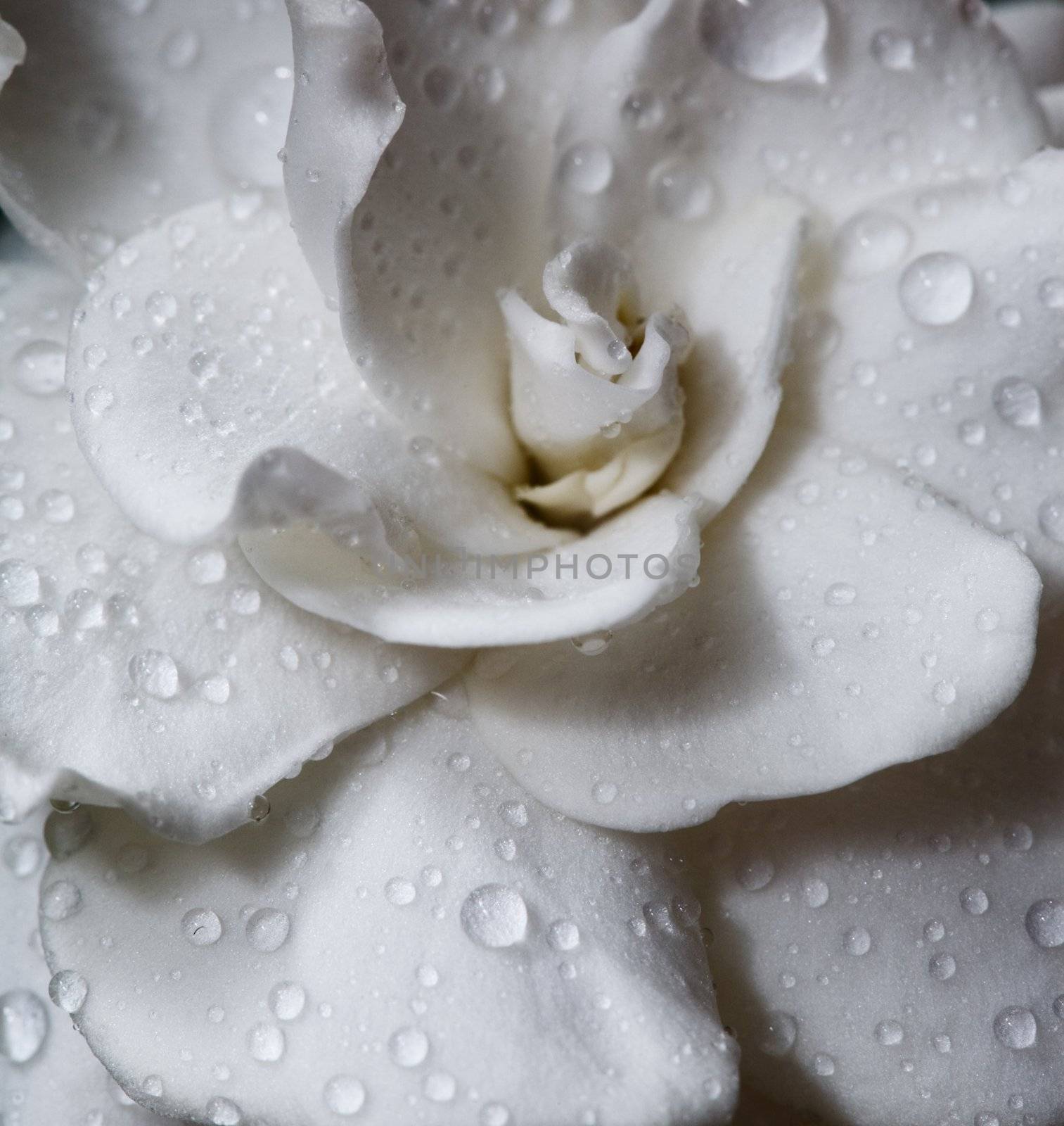 Gardenia flower with raindrops. Macro. 