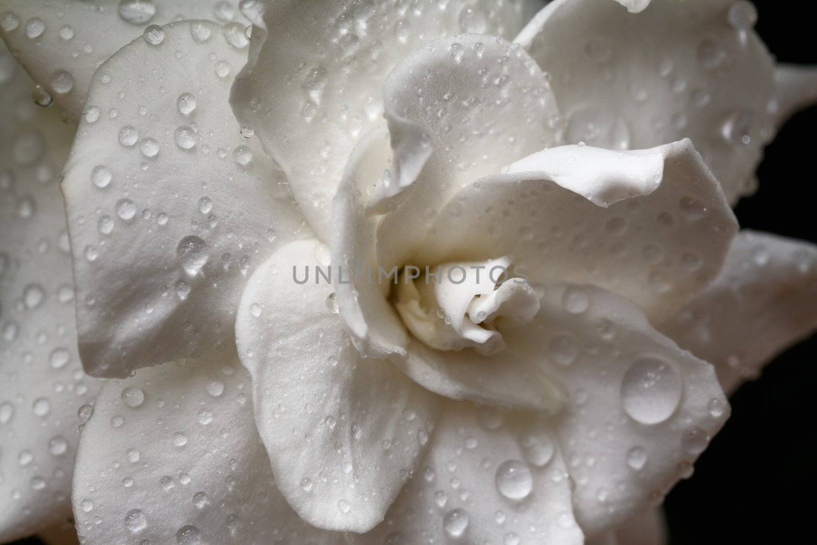 Gardenia flower with raindrops. Macro. 